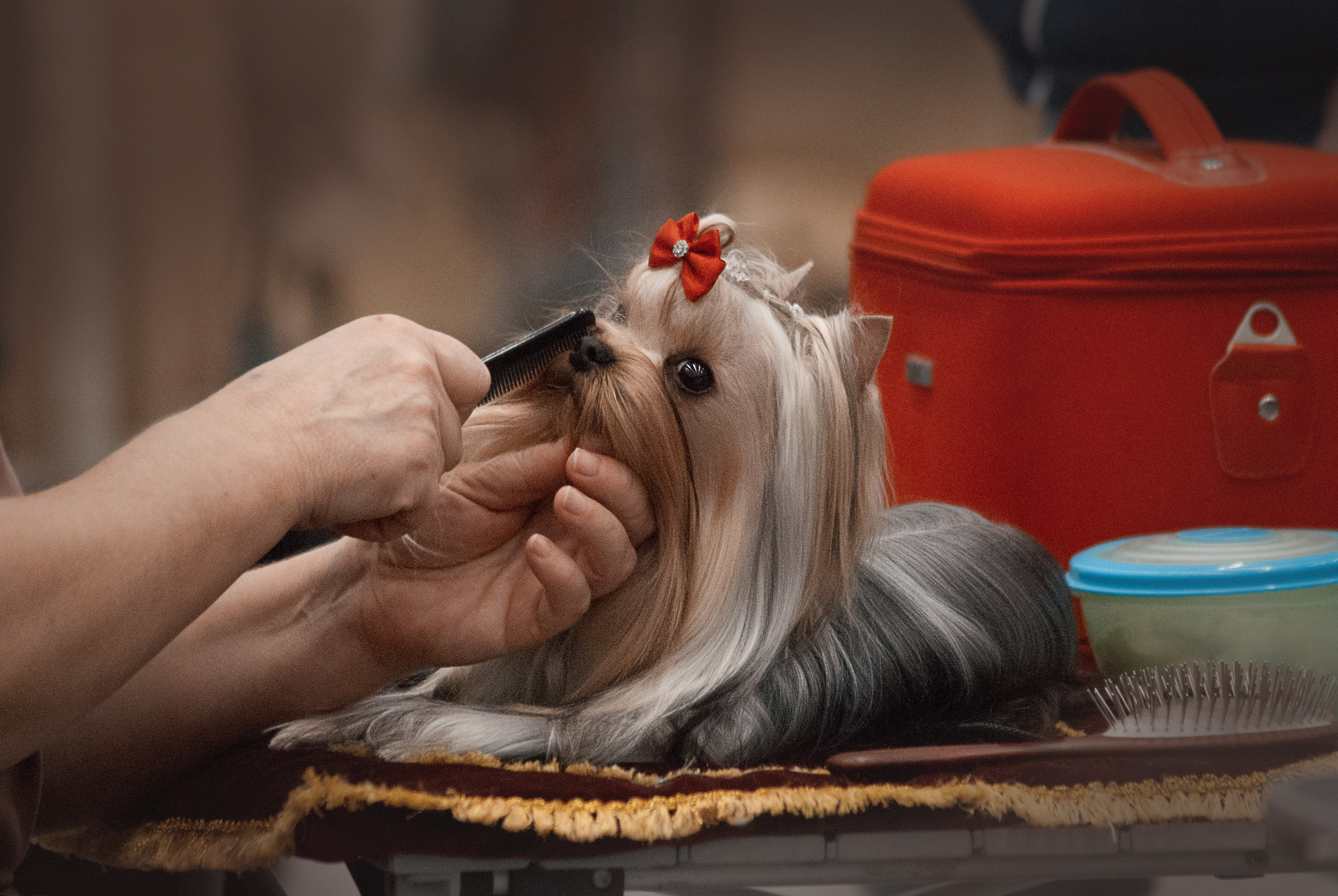 Шоу. Фотограф в Тюмени Лизавета Сапицкая