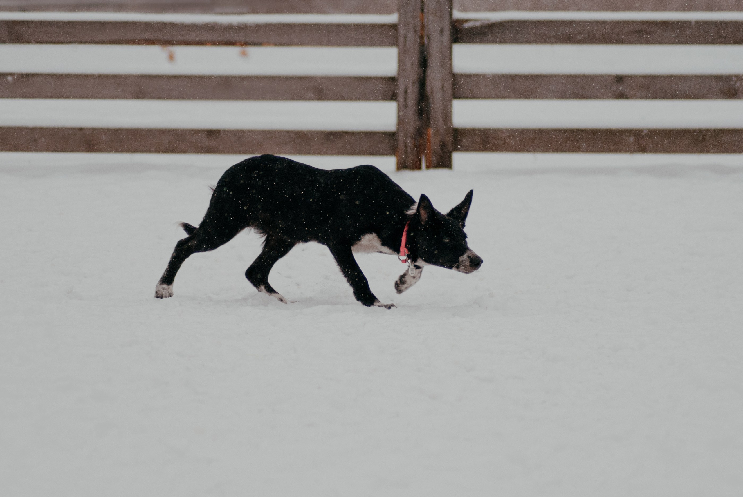 Пастьба. Фотограф в Тюмени Лизавета Сапицкая