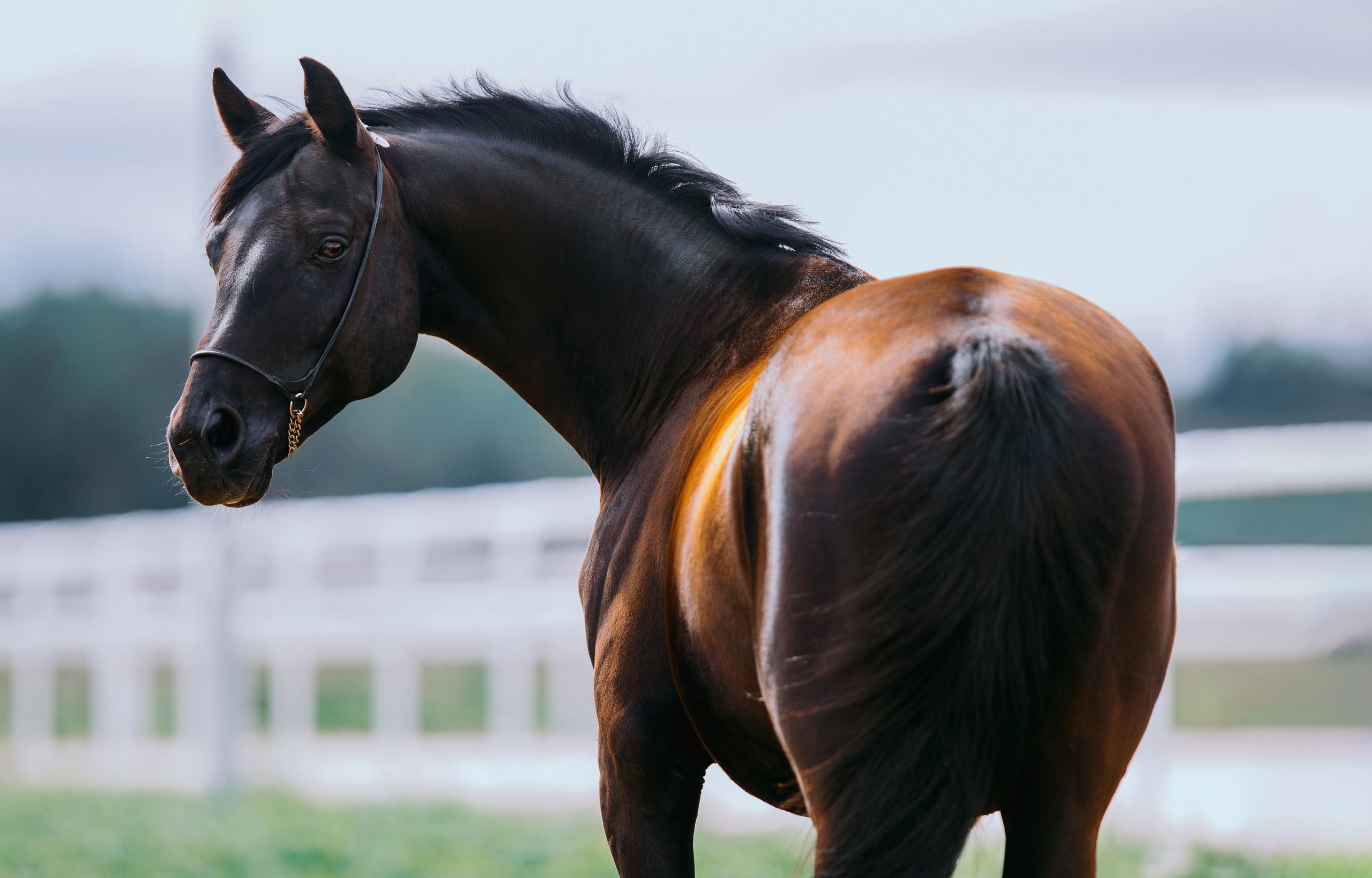 На природе. Фотограф-анималист Ксендзова Кристина