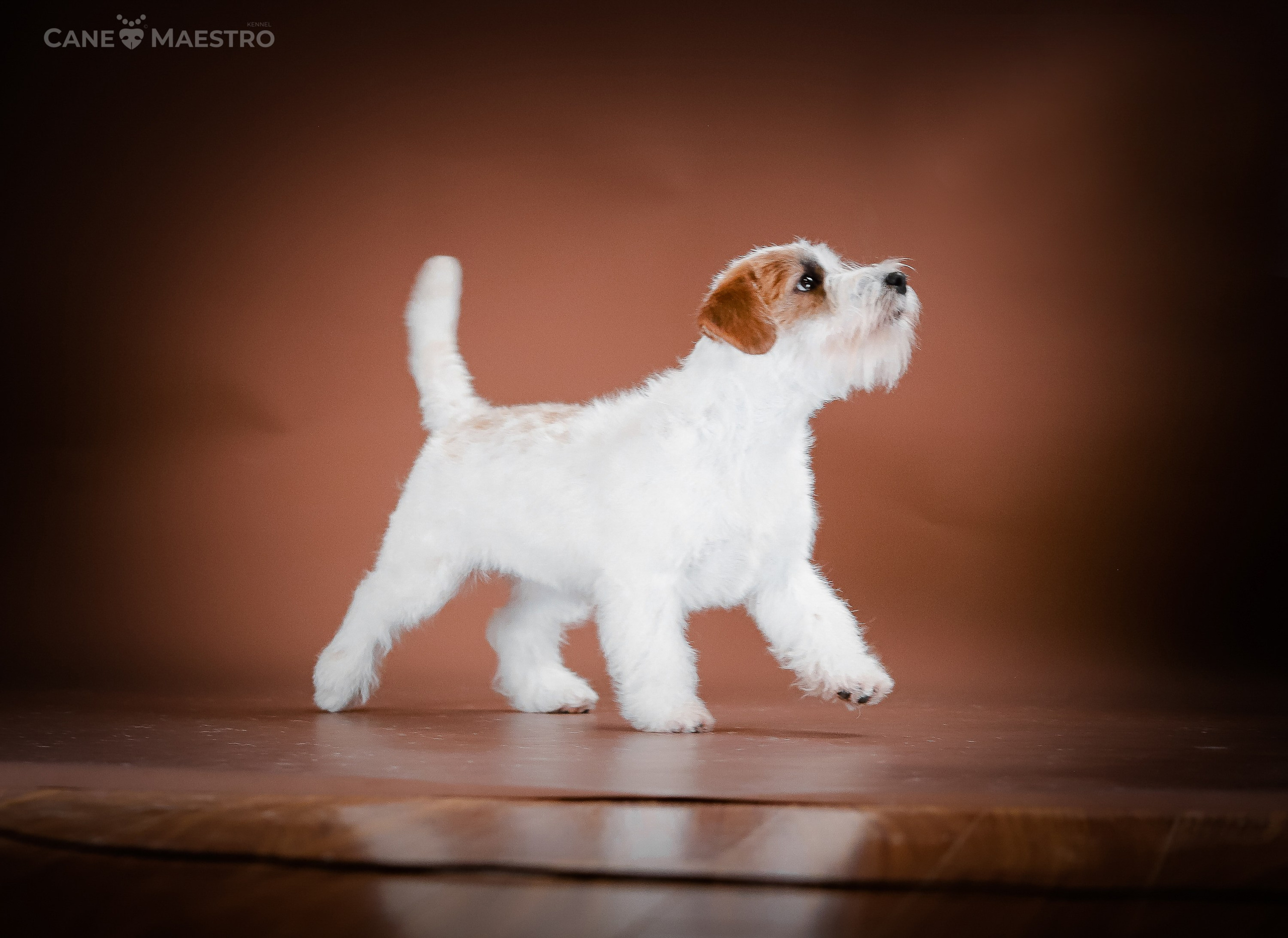 Девочка бело-рыжего окраса. Монокль жесткошерстная джек рассел терьер. КАНЕ МАЭСТРО — питомник Джек рассел терьеров