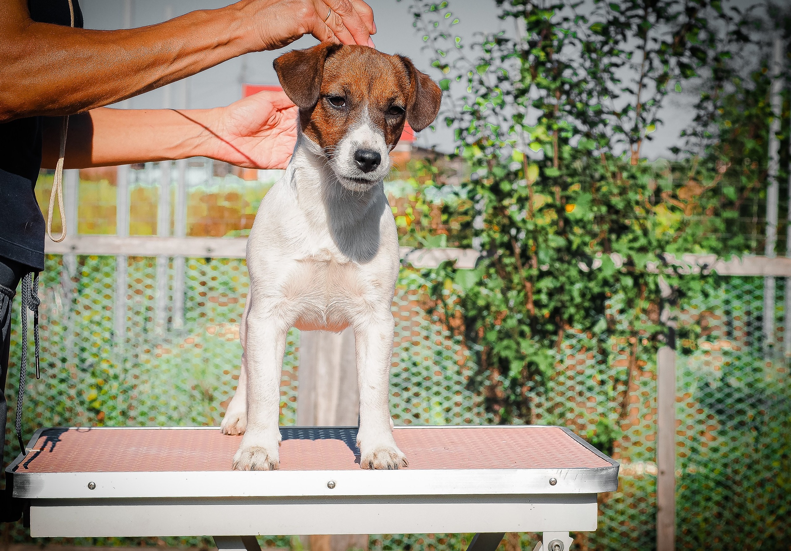 Щенок Джек-рассел-терьер. КМ ФЕЛИЧИТА. Гладкий тип шерсти. Девочка №2. КАНЕ МАЭСТРО — питомник Джек рассел терьеров