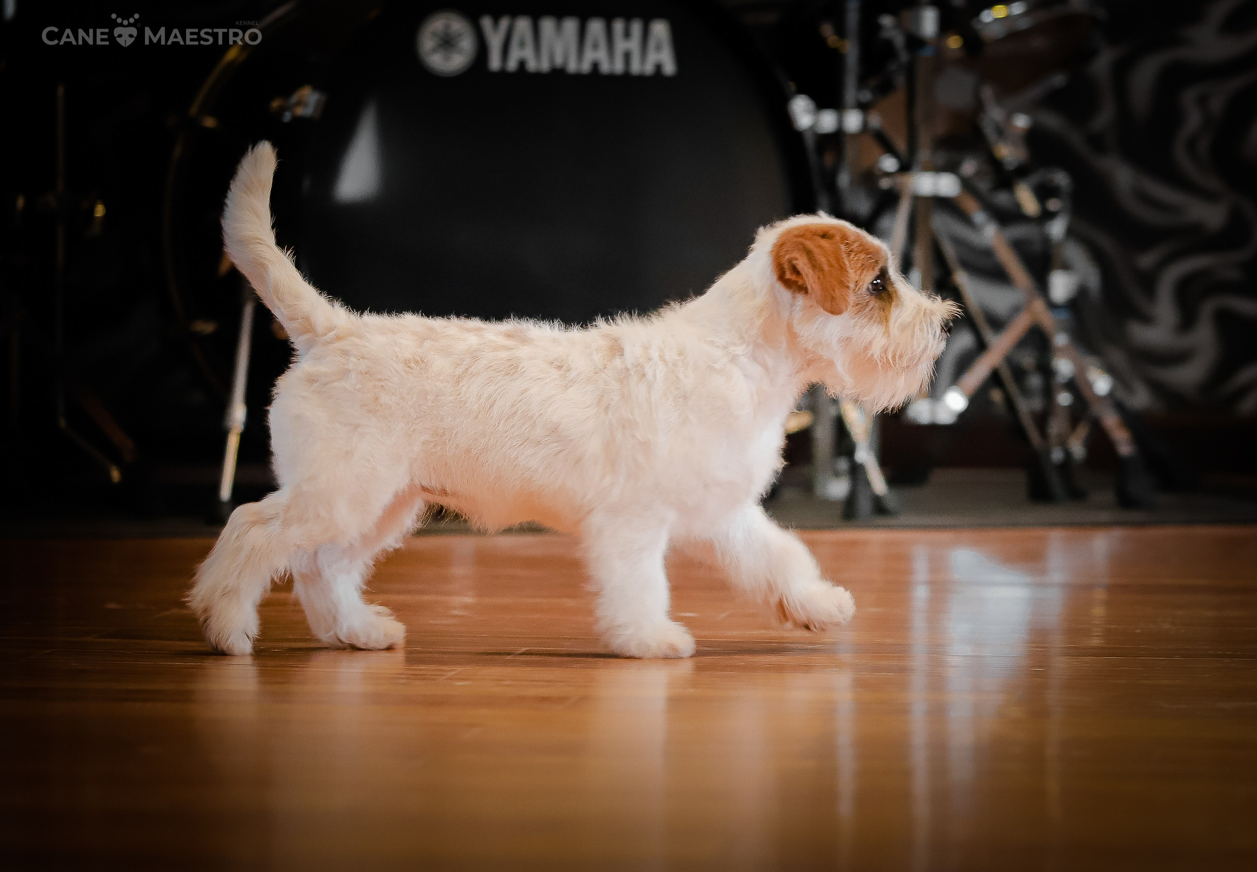 Девочка бело-рыжего окраса. Монокль жесткошерстная джек рассел терьер. КАНЕ МАЭСТРО — питомник Джек рассел терьеров