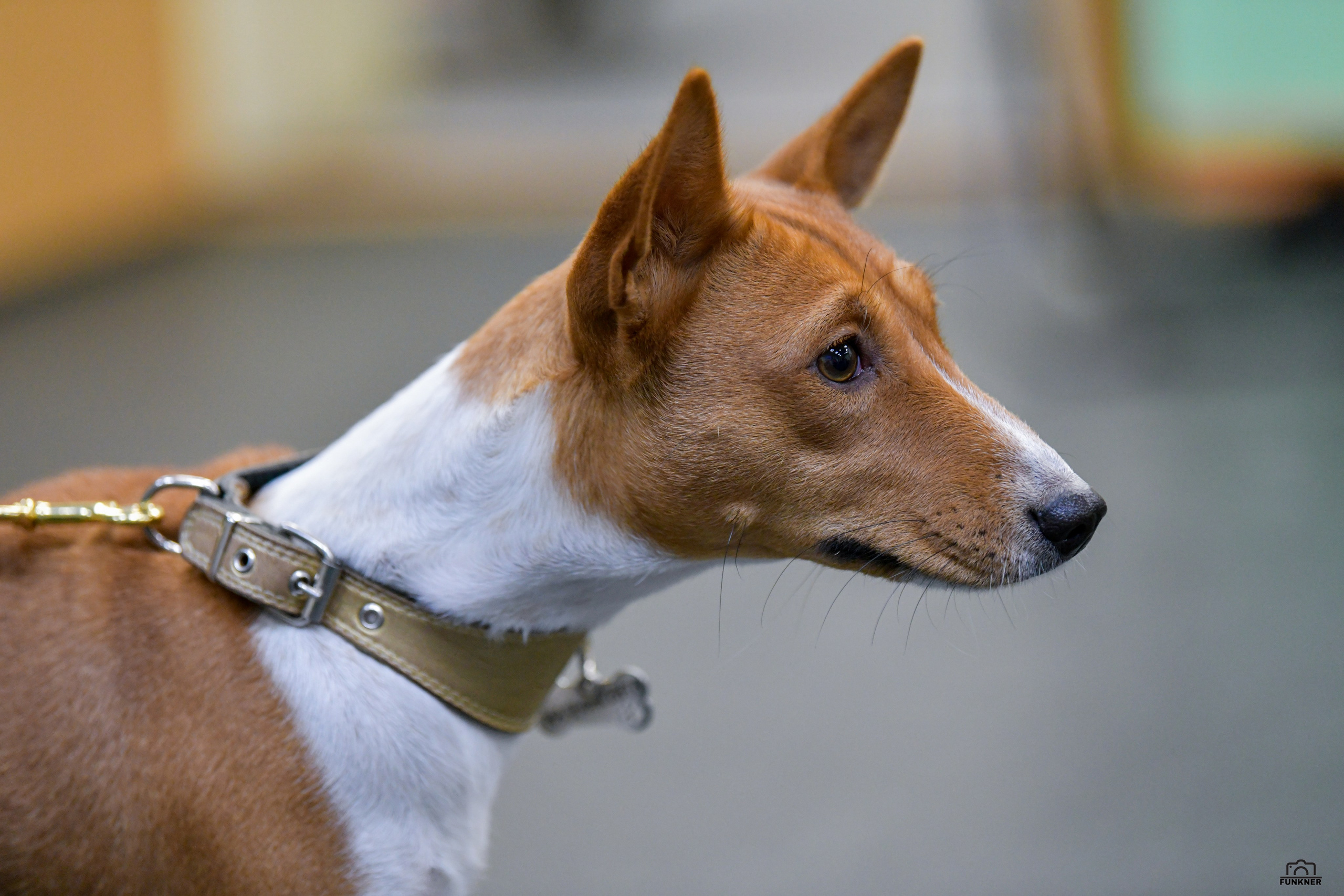 Кинологический клуб «Бодрый хвост». Свой взгляд через объектив