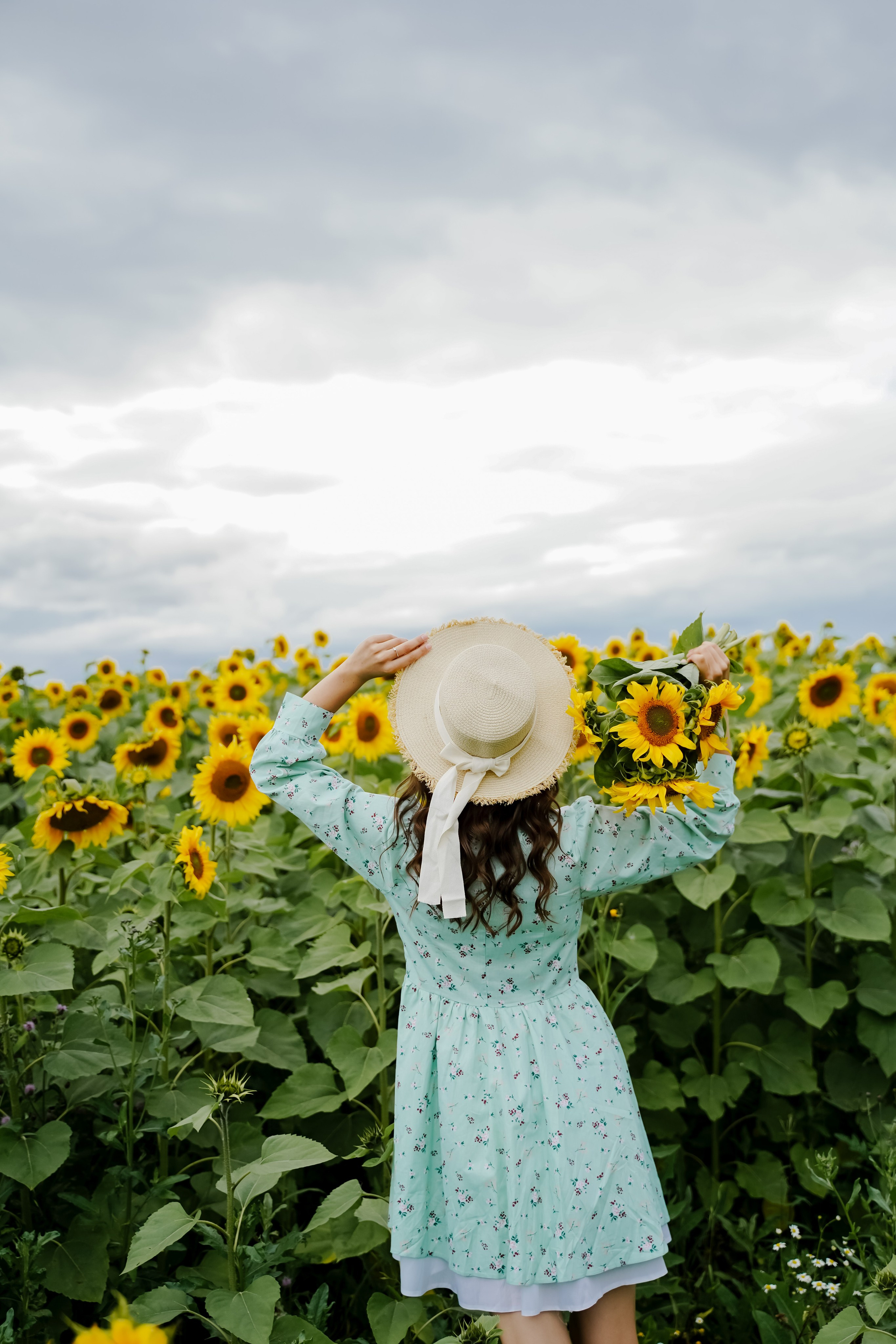 Подсолнухи. Бирск