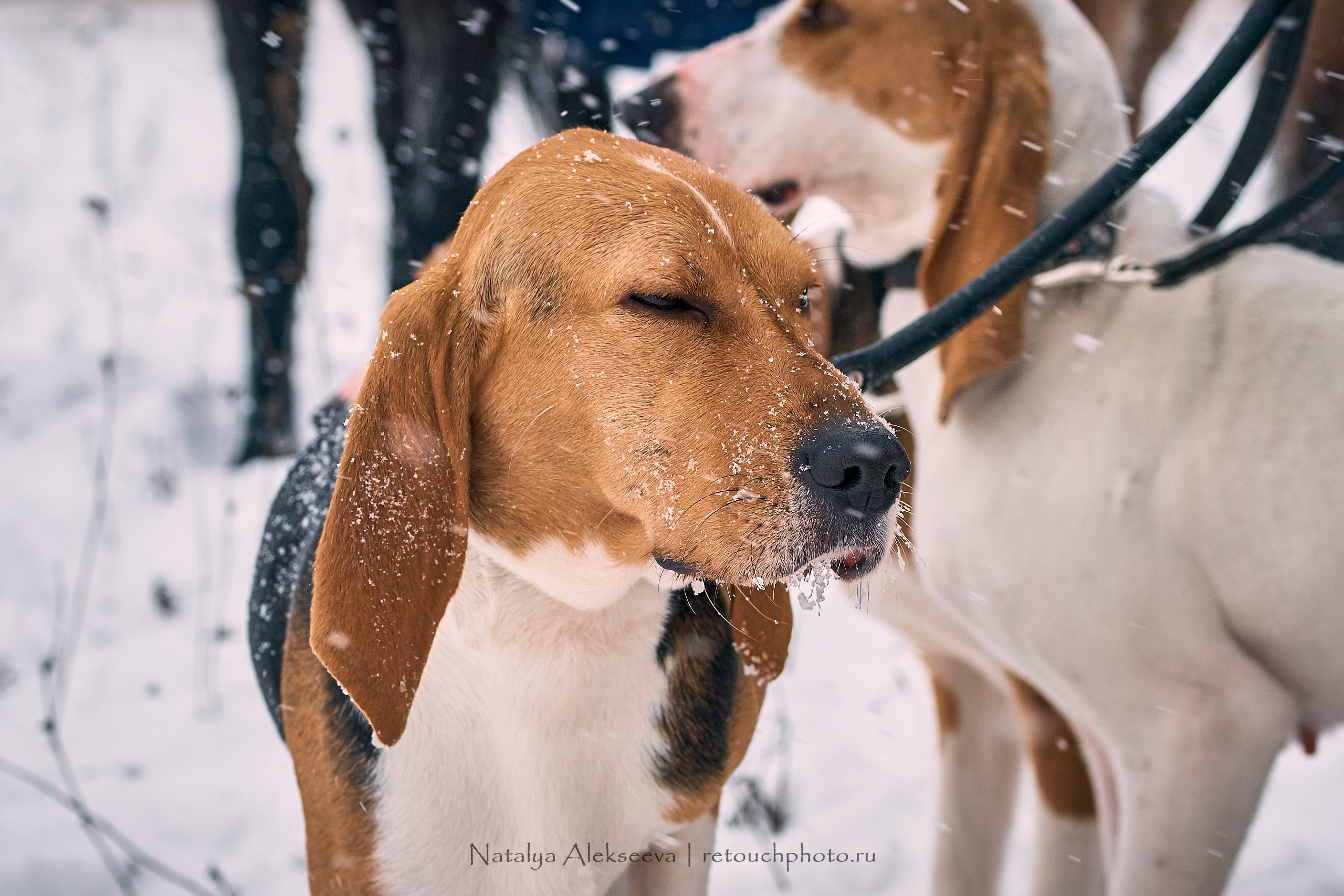 Большая Псовая охота, КТБ Аванпост | 01'2019. Репортажный фотограф и ретушер в Москве Наталья Алексеева