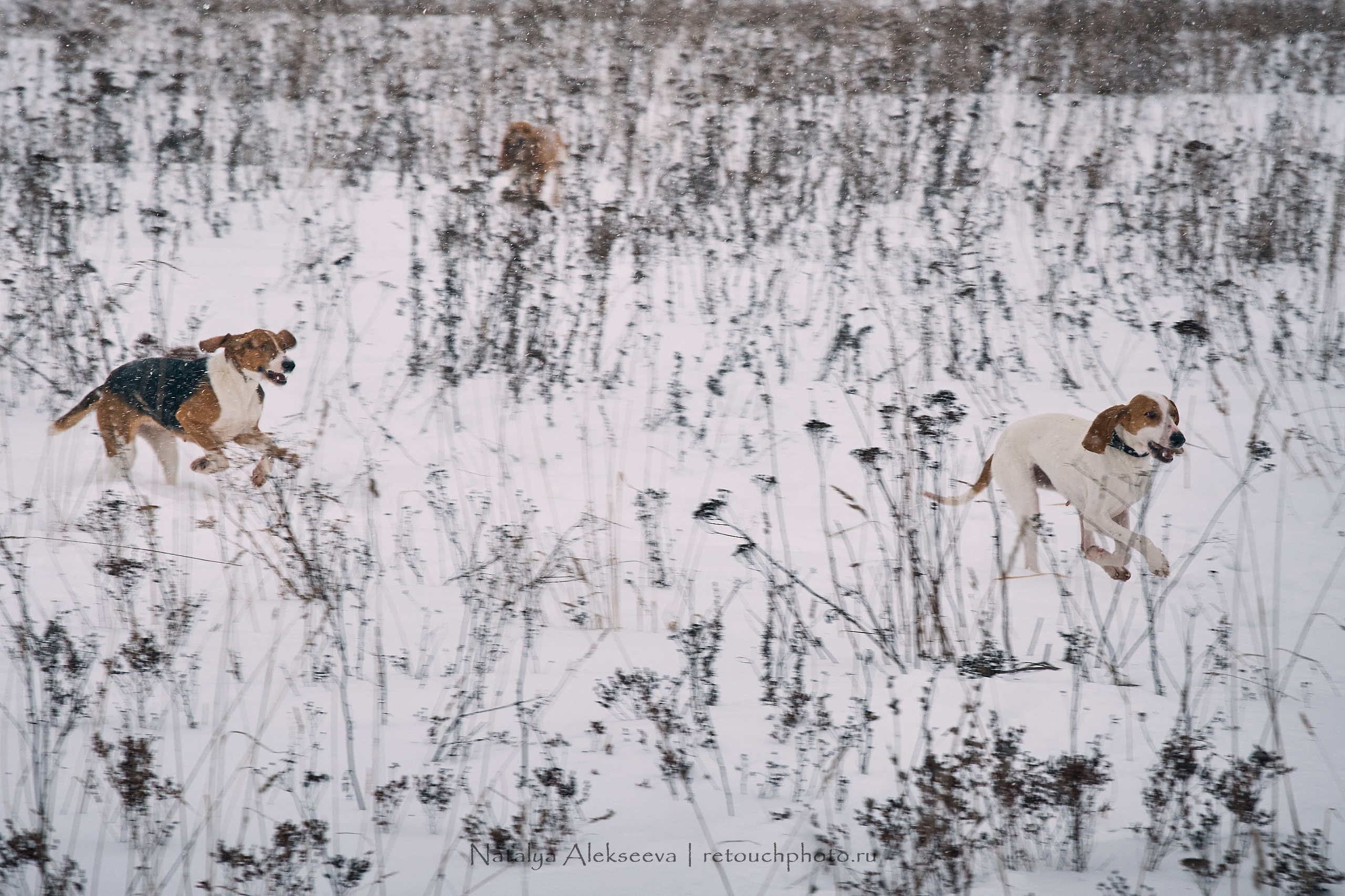 Большая Псовая охота, КТБ Аванпост | 01'2019. Репортажный фотограф и ретушер в Москве Наталья Алексеева