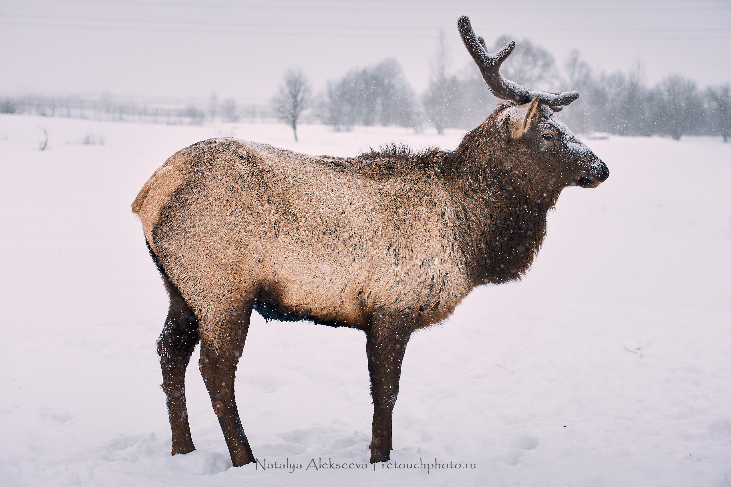 Большая Псовая охота, КТБ Аванпост | 01'2019. Репортажный фотограф и ретушер в Москве Наталья Алексеева