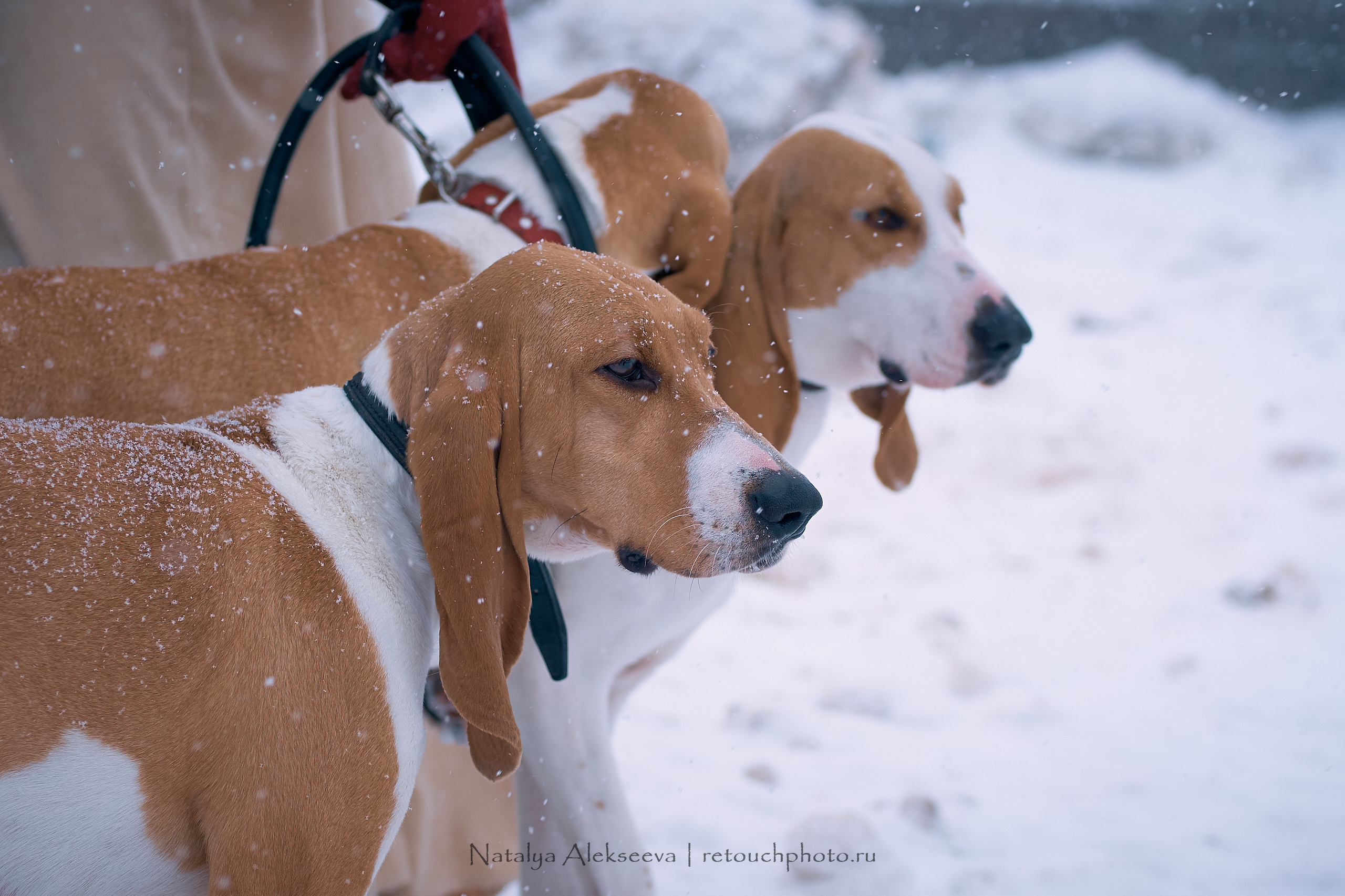 Большая Псовая охота, КТБ Аванпост | 01'2019. Репортажный фотограф и ретушер в Москве Наталья Алексеева