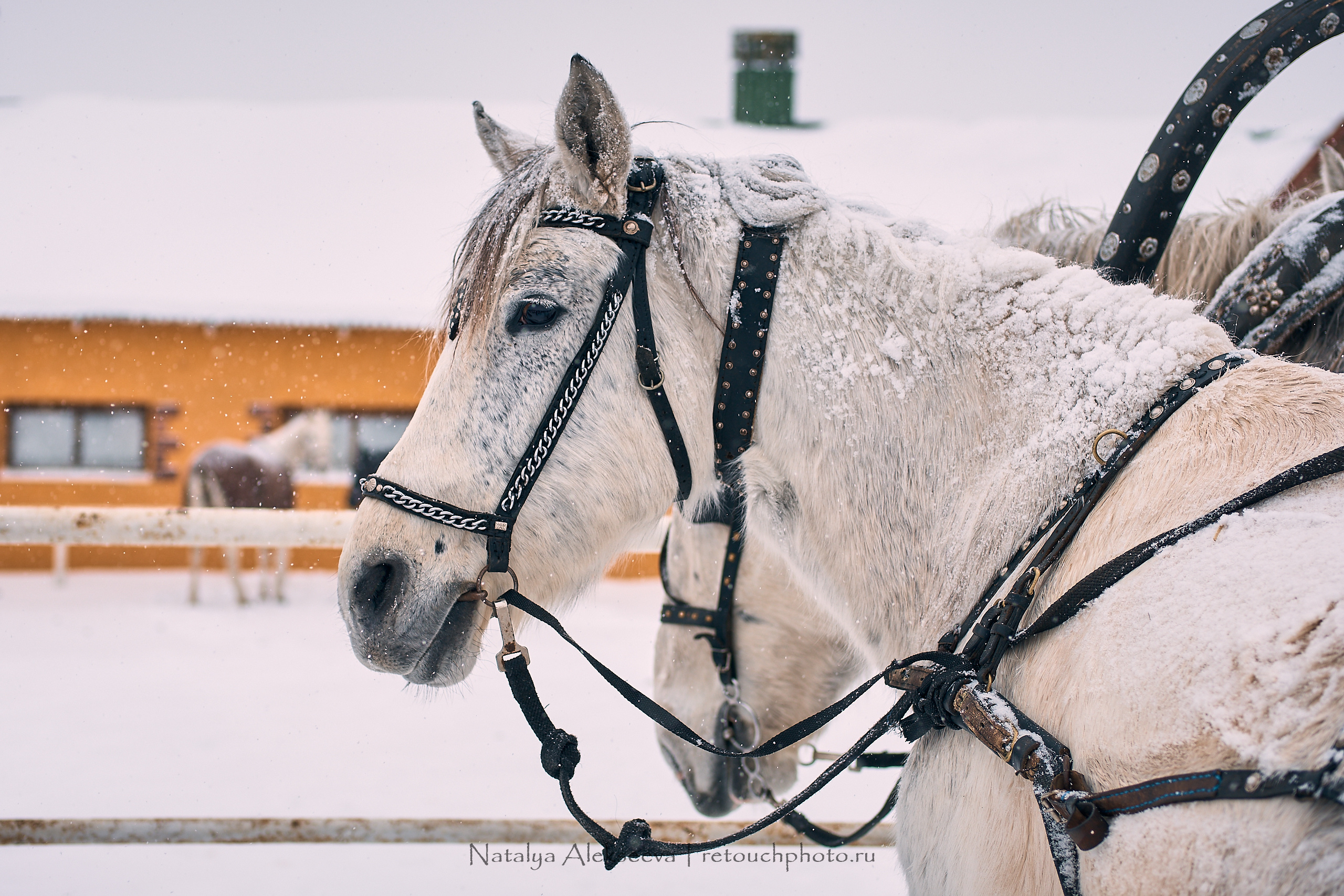 Большая Псовая охота, КТБ Аванпост | 01'2019. Репортажный фотограф и ретушер в Москве Наталья Алексеева