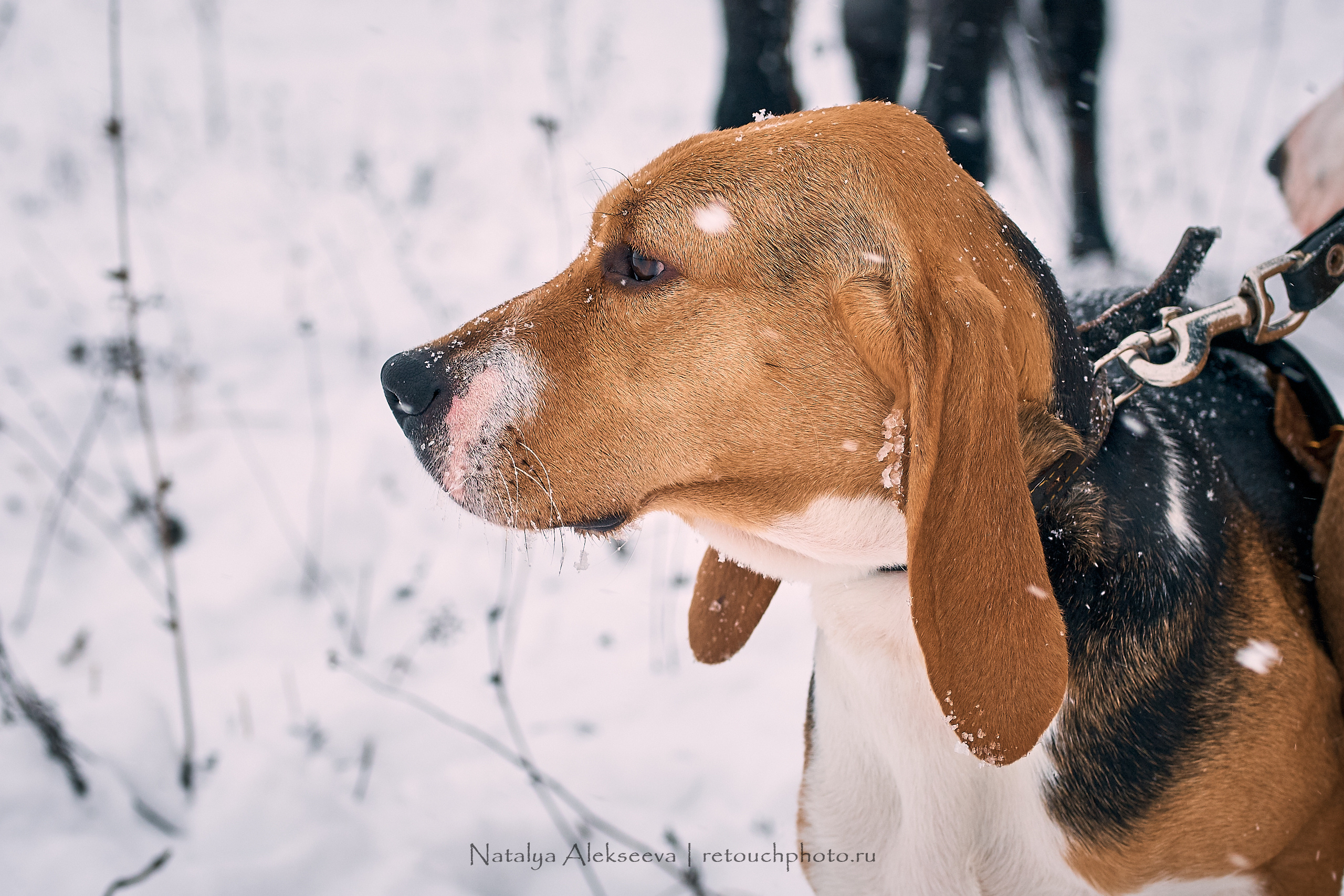 Большая Псовая охота, КТБ Аванпост | 01'2019. Репортажный фотограф и ретушер в Москве Наталья Алексеева