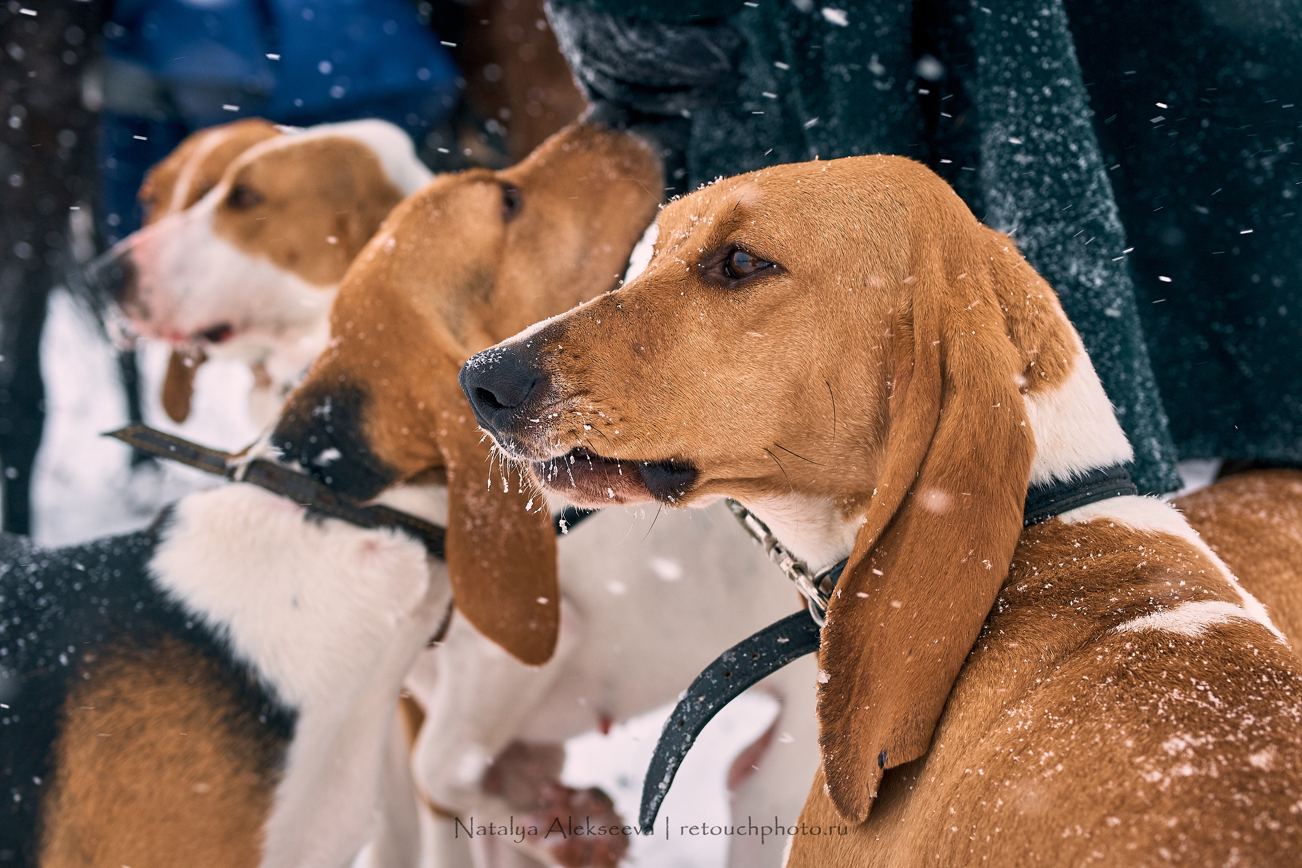 Большая Псовая охота, КТБ Аванпост | 01'2019. Репортажный фотограф и ретушер в Москве Наталья Алексеева