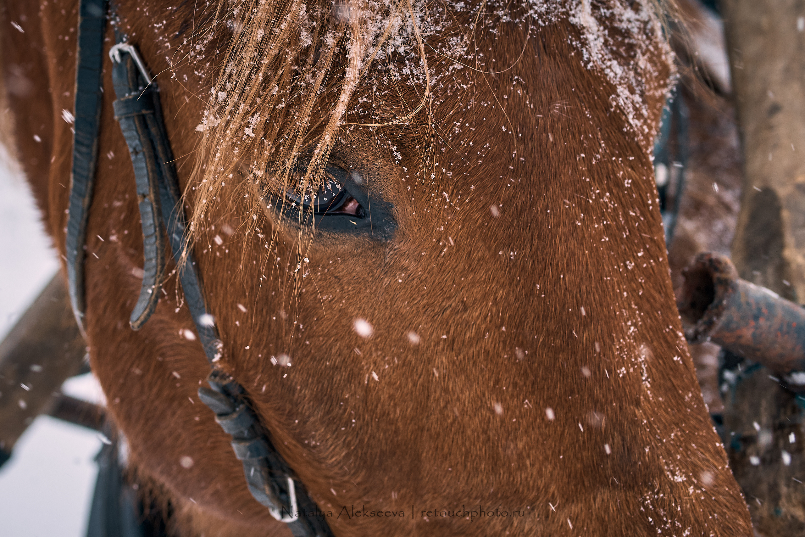 Большая Псовая охота, КТБ Аванпост | 01'2019. Репортажный фотограф и ретушер в Москве Наталья Алексеева