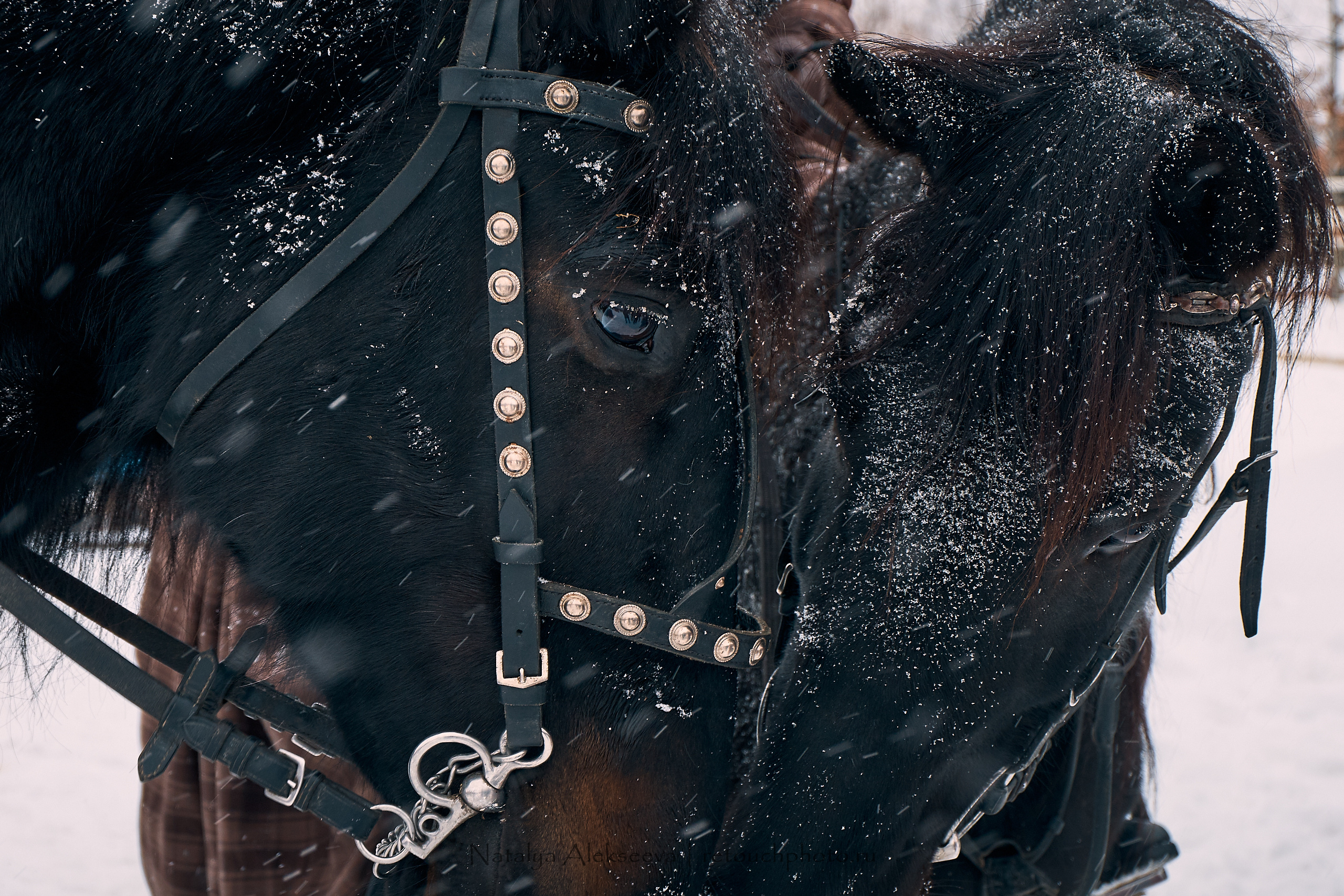 Большая Псовая охота, КТБ Аванпост | 01'2019. Репортажный фотограф и ретушер в Москве Наталья Алексеева