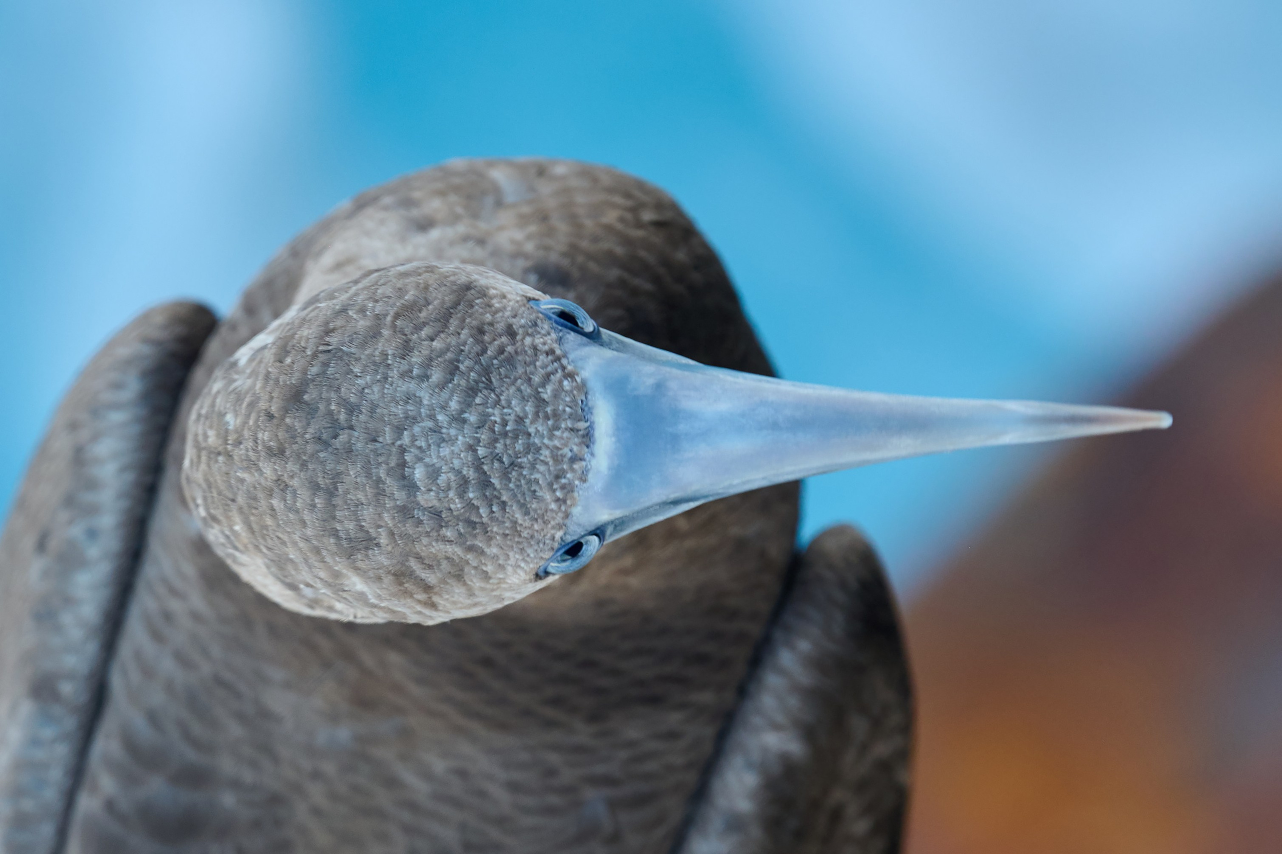 Морская птица