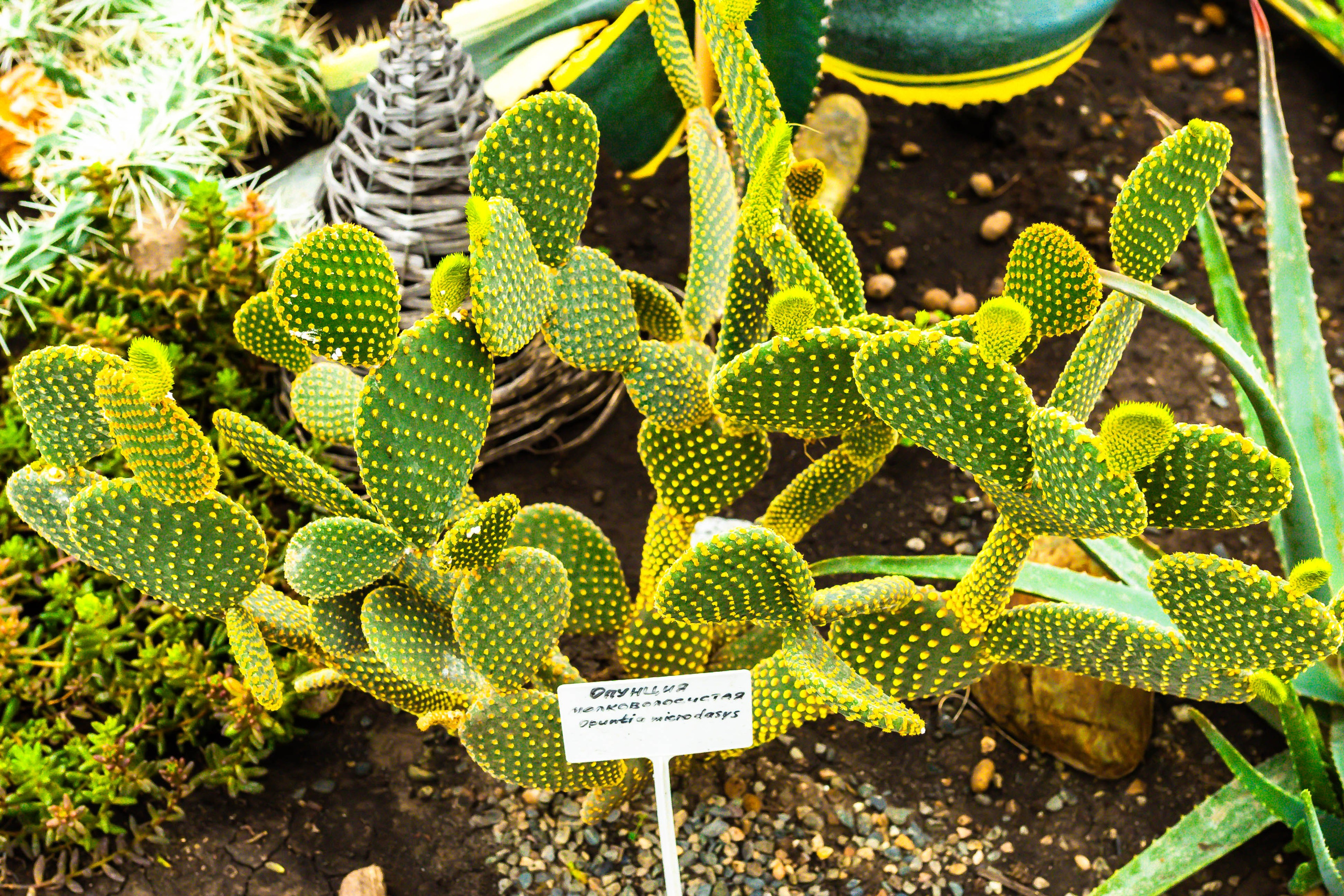 Фотографии природы Липецка. Свадебный и семейный фотограф Виолетта в Липецке
