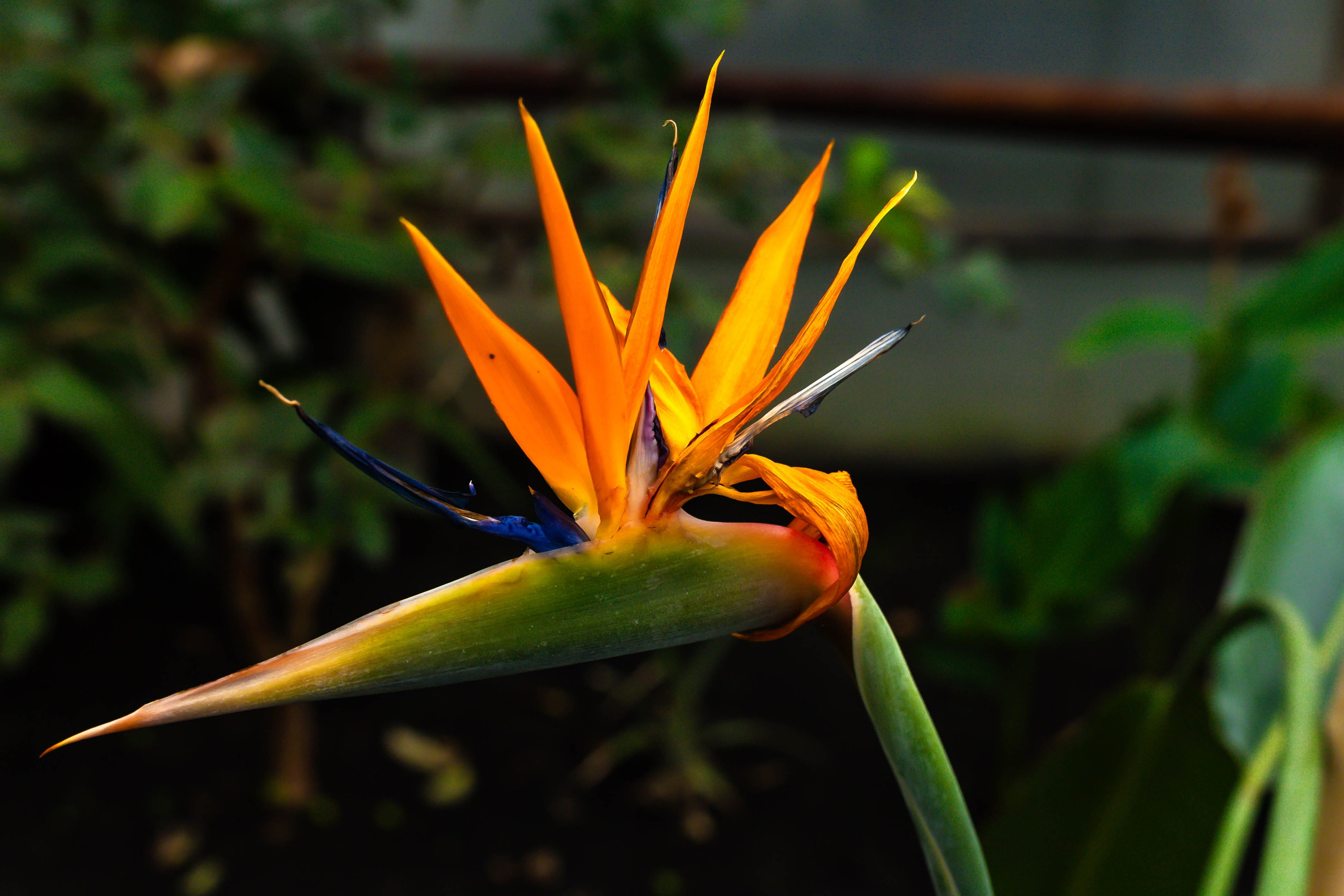 Фотографии природы Липецка. Свадебный и семейный фотограф Виолетта в Липецке