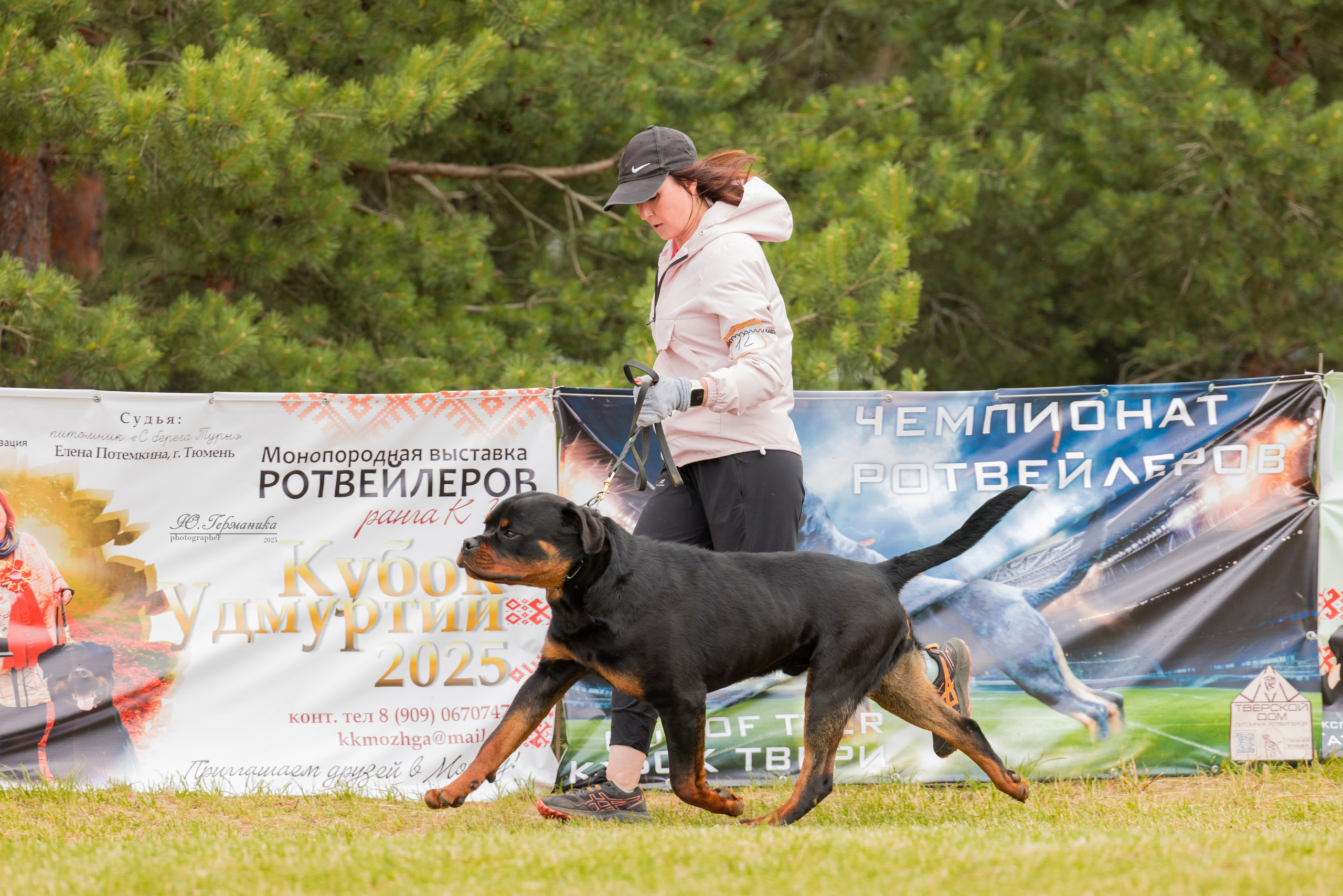 Тверь ротвейлеры 5-6.07.2025. Фотограф-анималист Юлия Германика