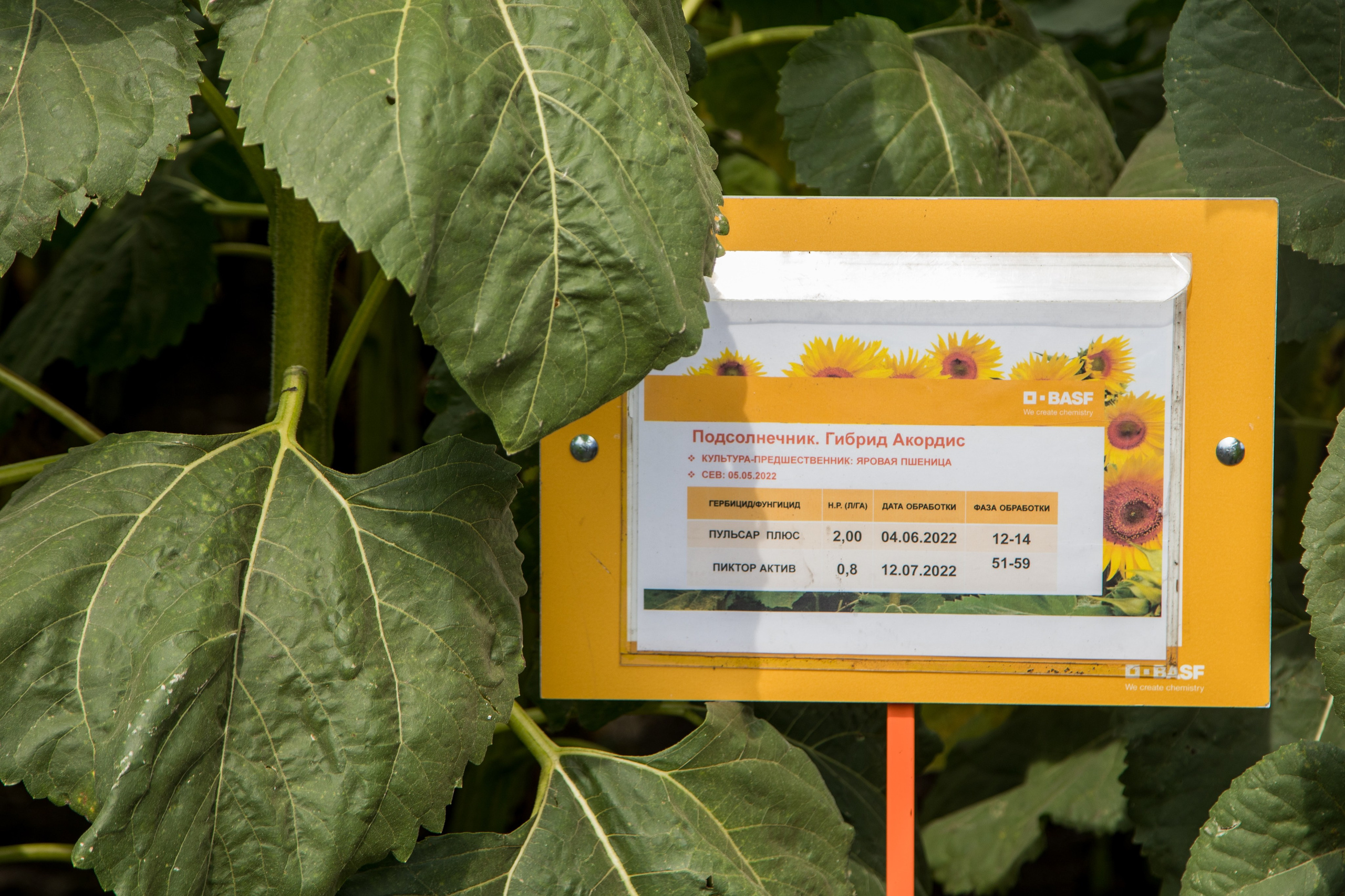 Решения для сельского хозяйства BASF 16.08.2022. Владислав Волков | Фотография и видеосъемка в Воронеже