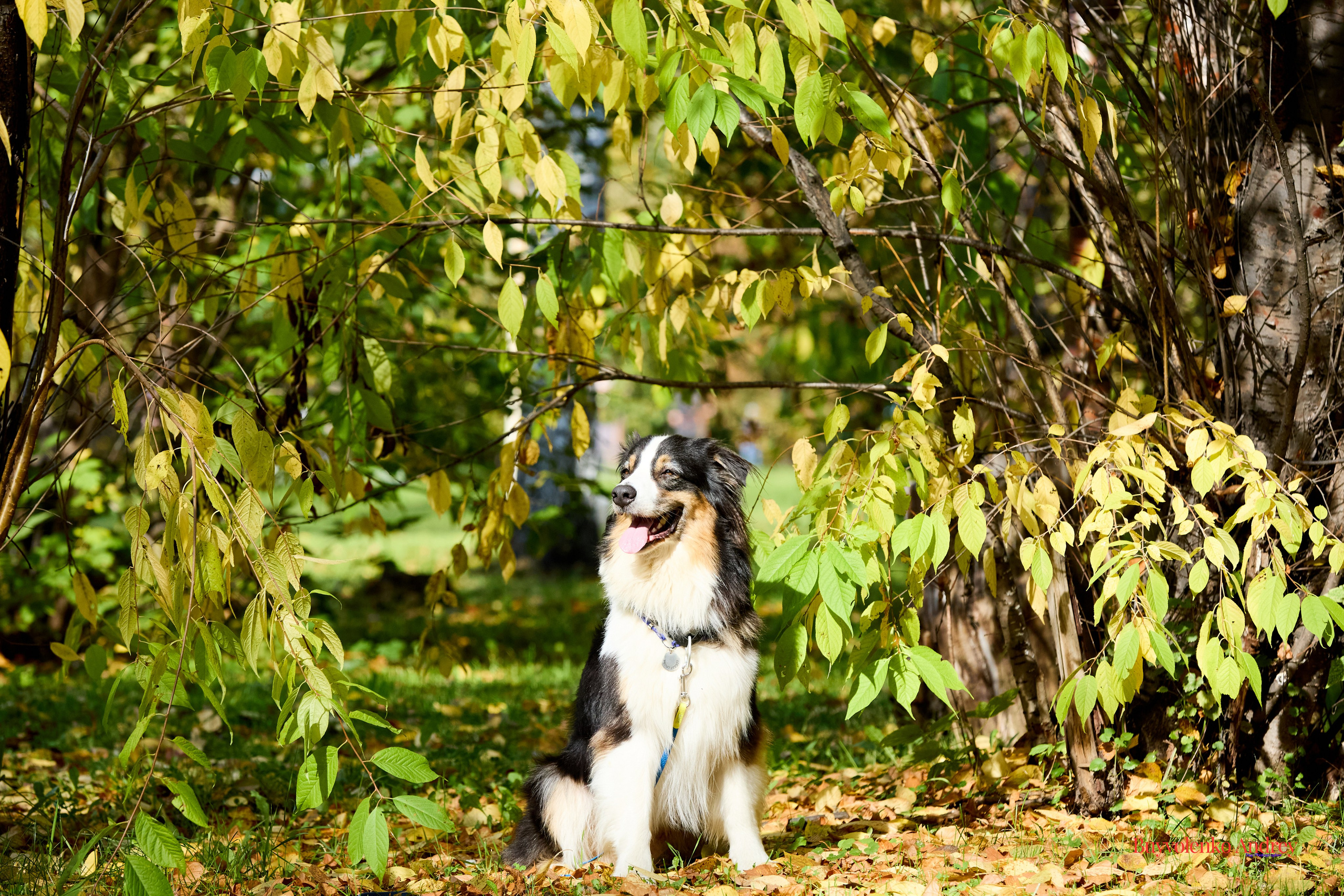 Басенджи и Аусси 21.09.2025. Buyvolenko Andrey