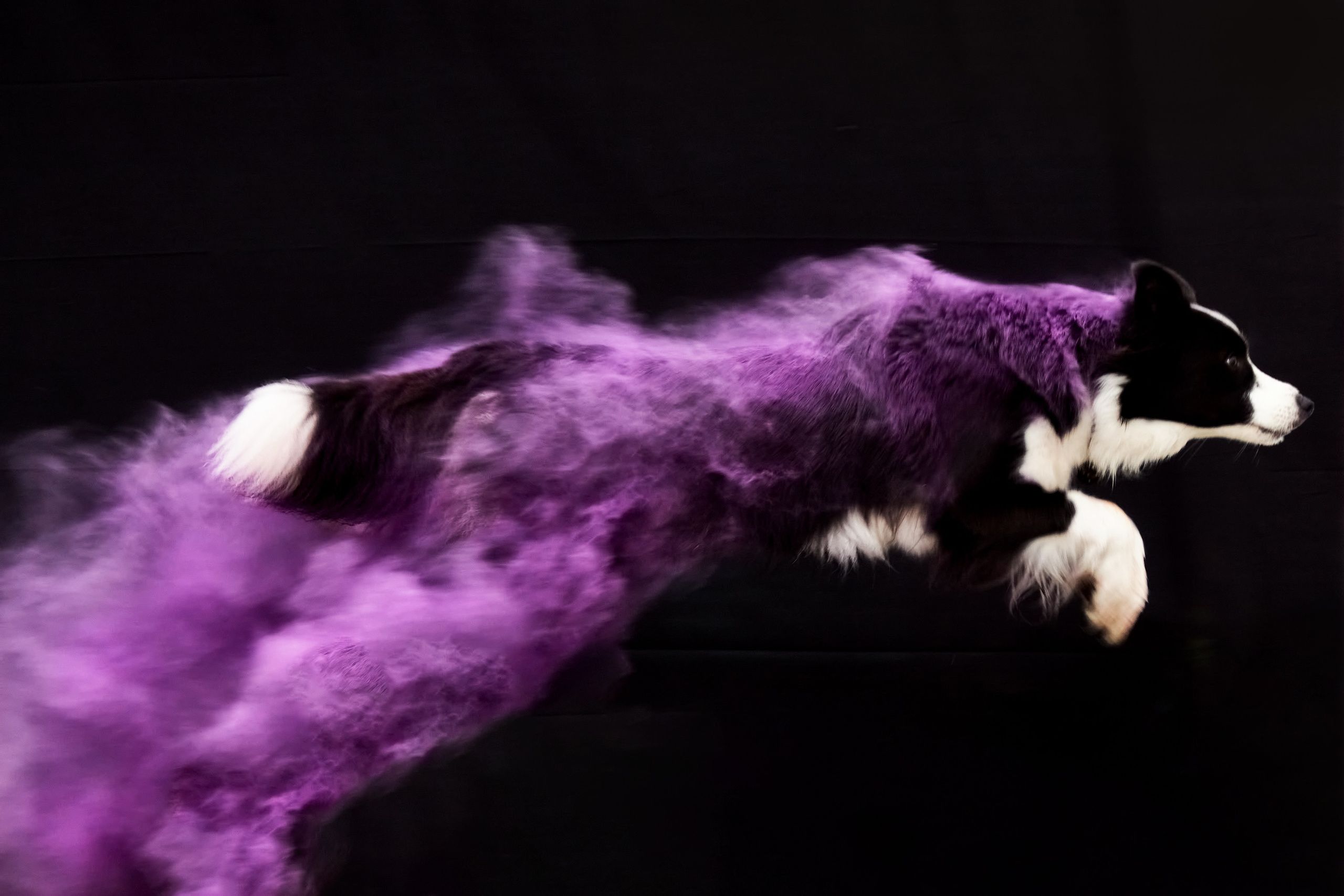 Фотосессия с животными. Фотограф анималист — Тула, Москва