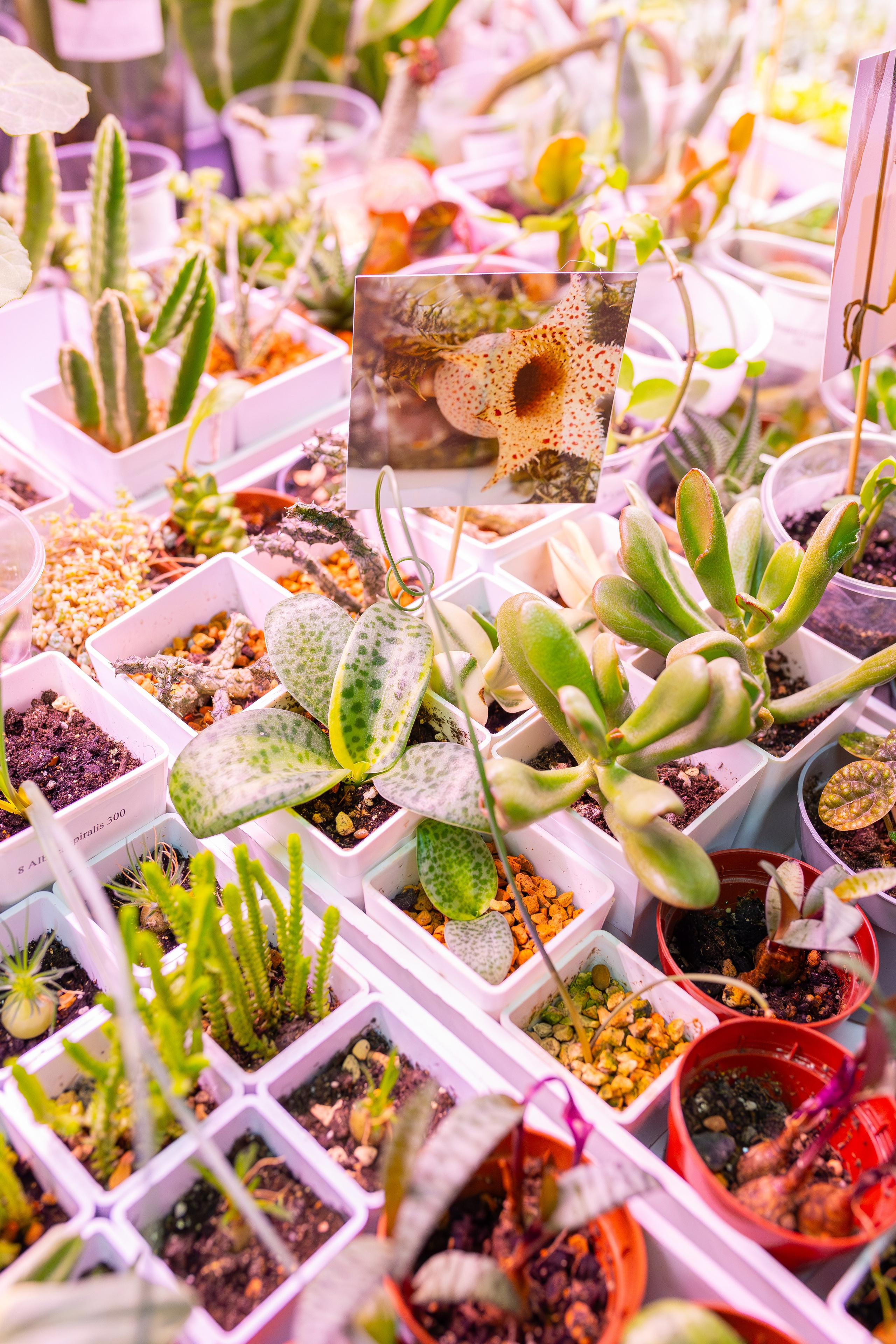 Орхидиум сентябрь 2025. Александра Куликова фотограф, Москва