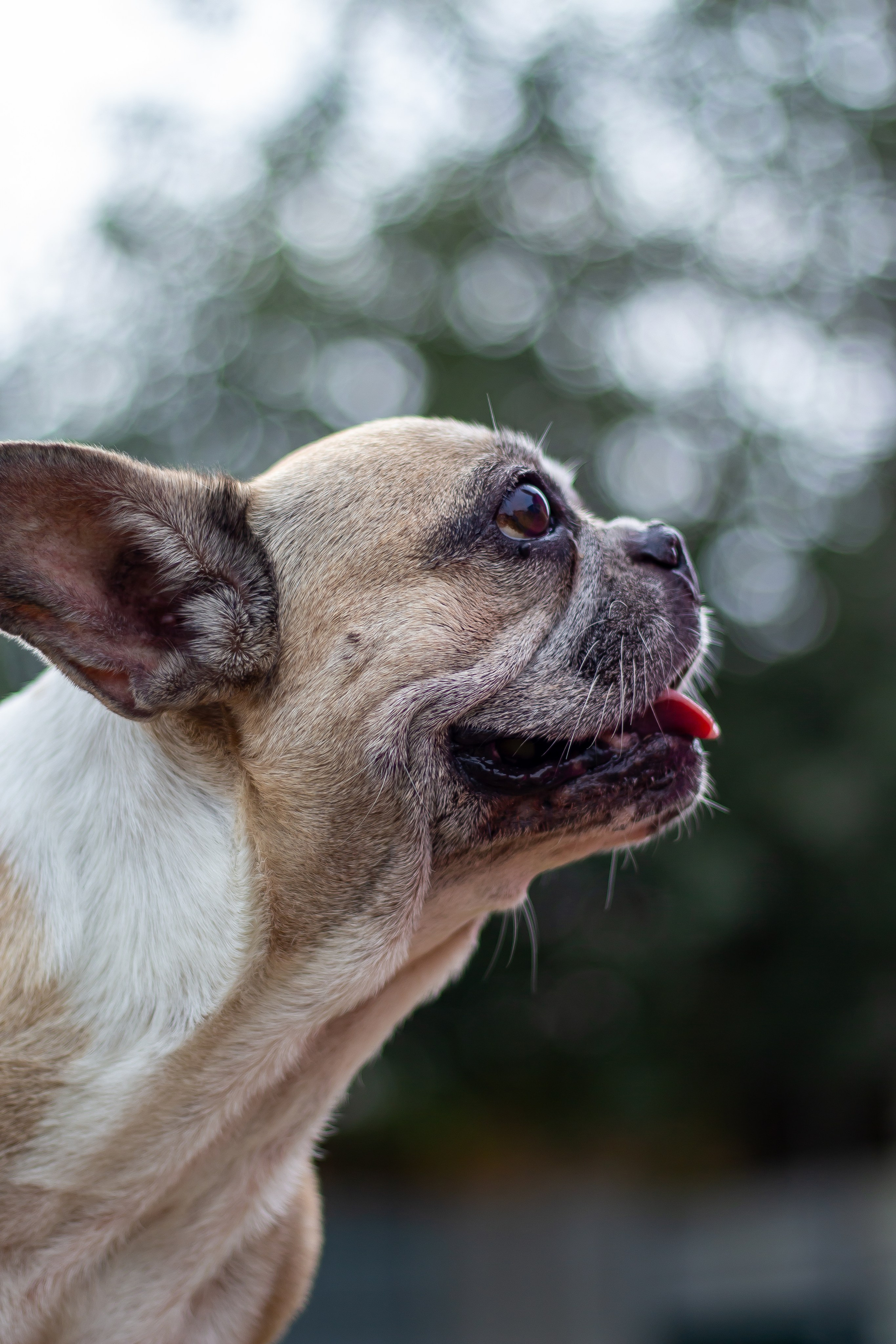 Собачья жизнь — Зоогостиница «Счастливые мечтатели». Фотограф • Орехово-Зуево • Балашиха • TEFO