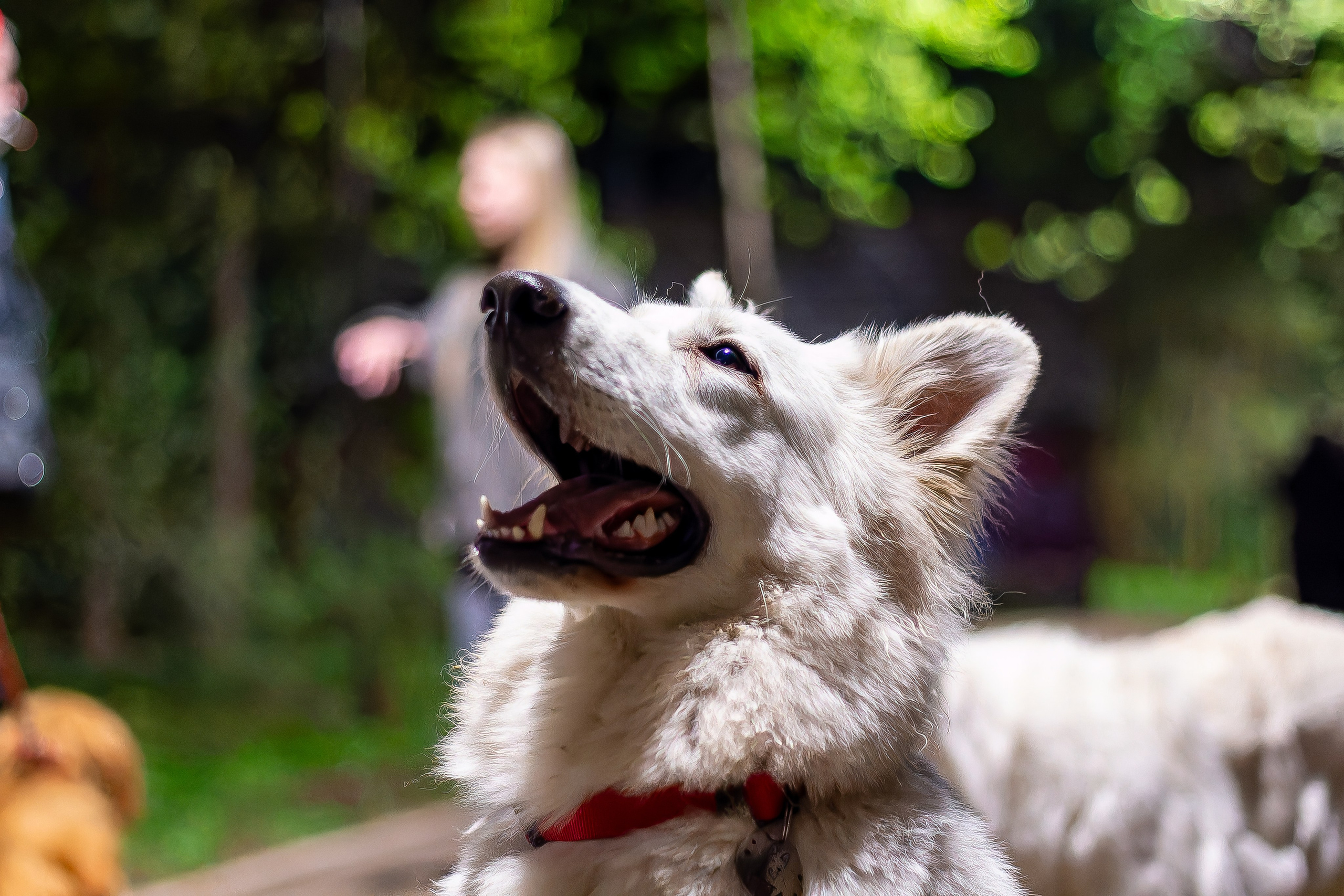 Я в душе волк!. Фотограф • Орехово-Зуево • Балашиха • TEFO