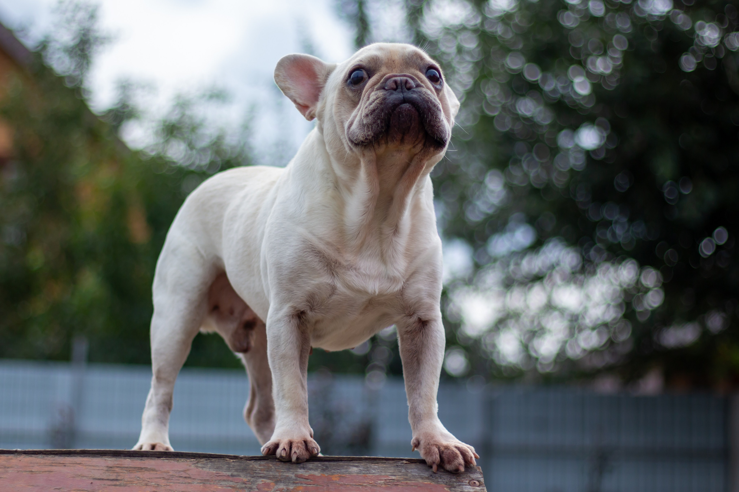 Собачья жизнь — Зоогостиница «Счастливые мечтатели». Фотограф • Орехово-Зуево • Балашиха • TEFO