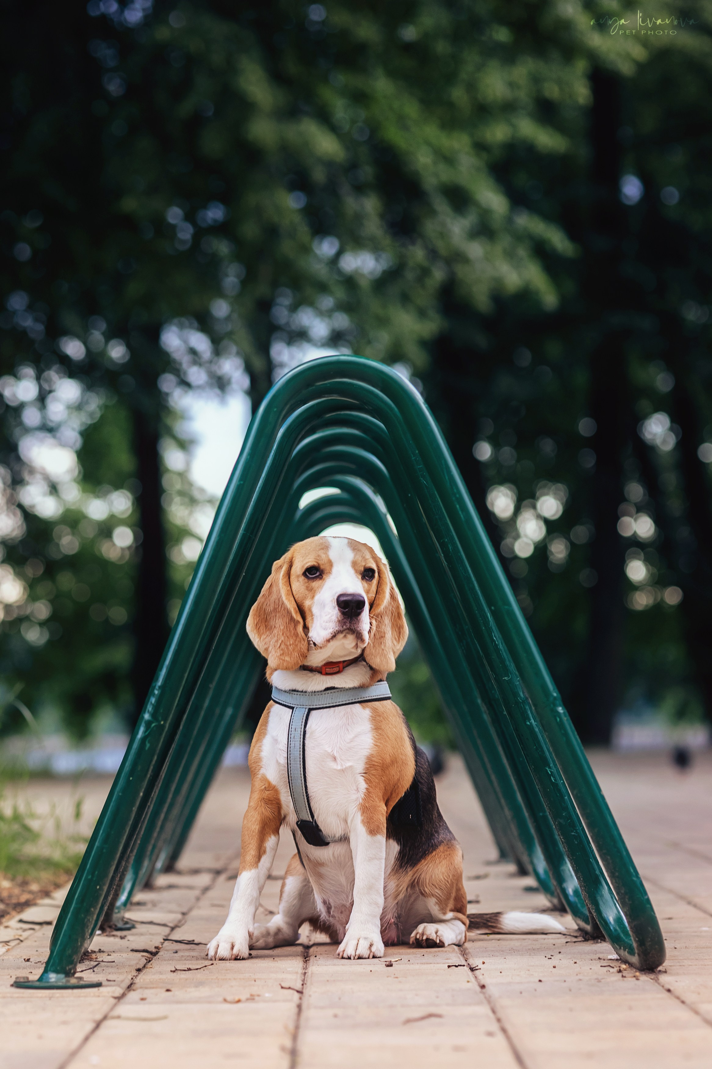 Диана и Дафна. Фотограф анималист Аня Ливанова | Рыбинск