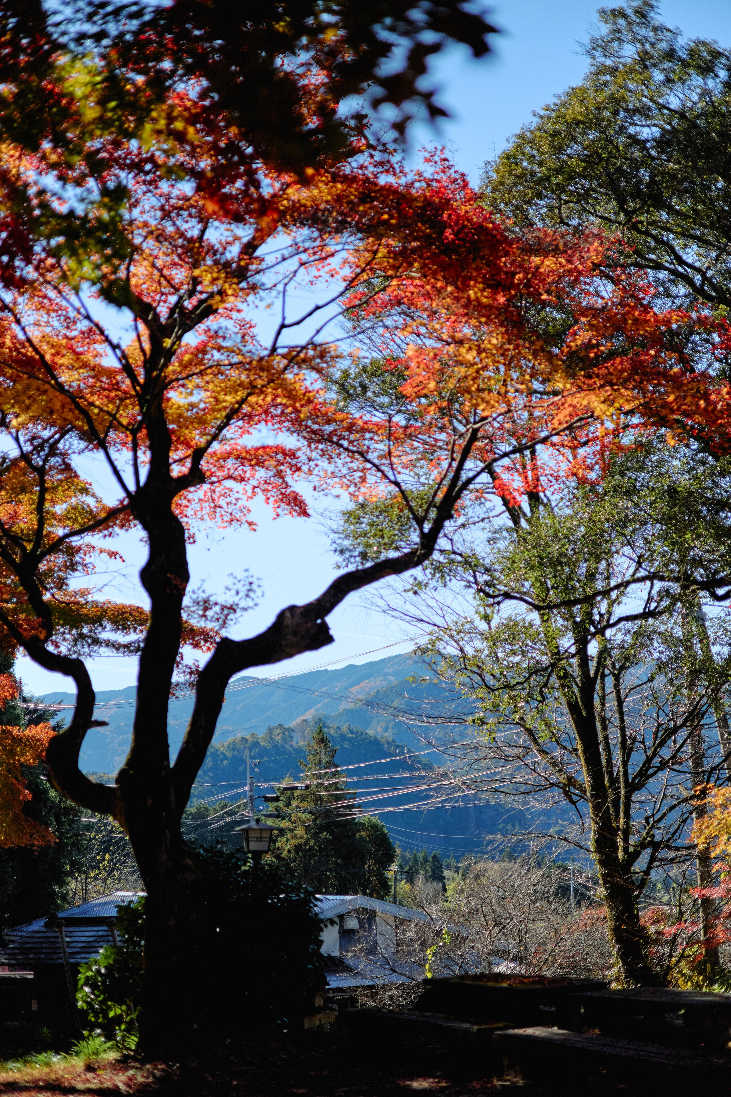 Япония. Профессиональный Фотограф во Владимире, в Москве и в Суздале — Полина Романычева