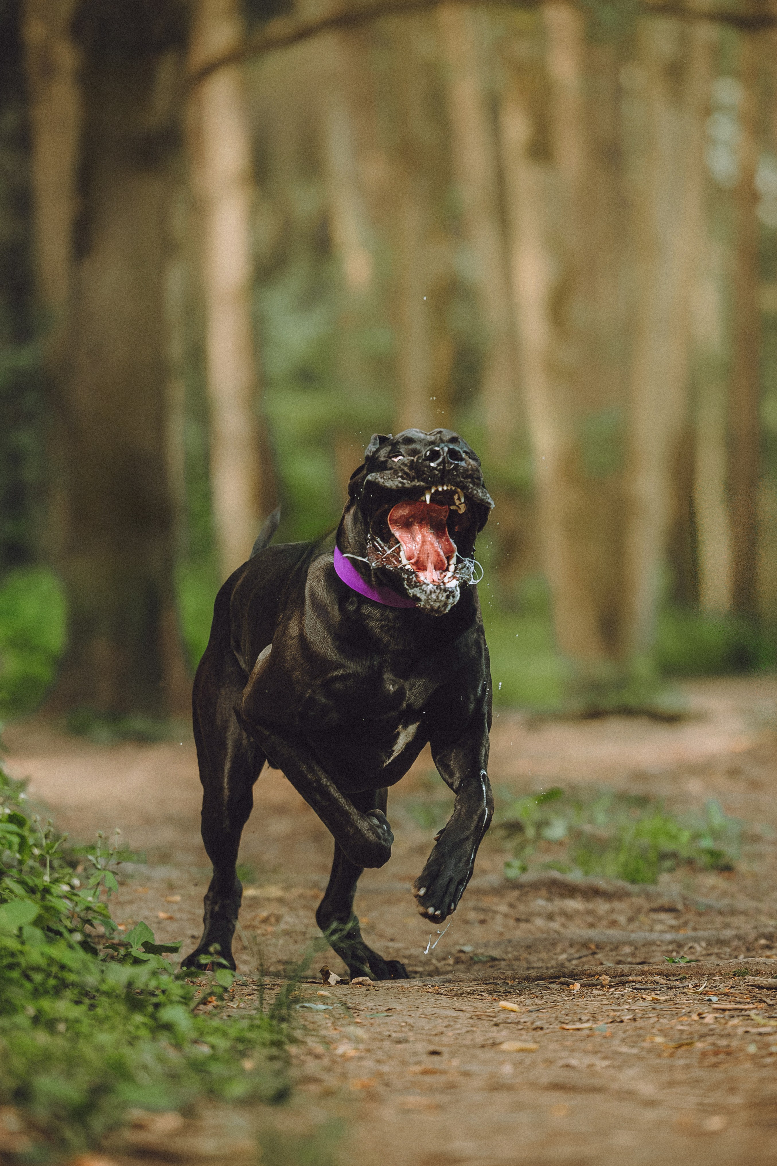 Катя, Андрей, Гектор, Ричи, Тортик и Трой