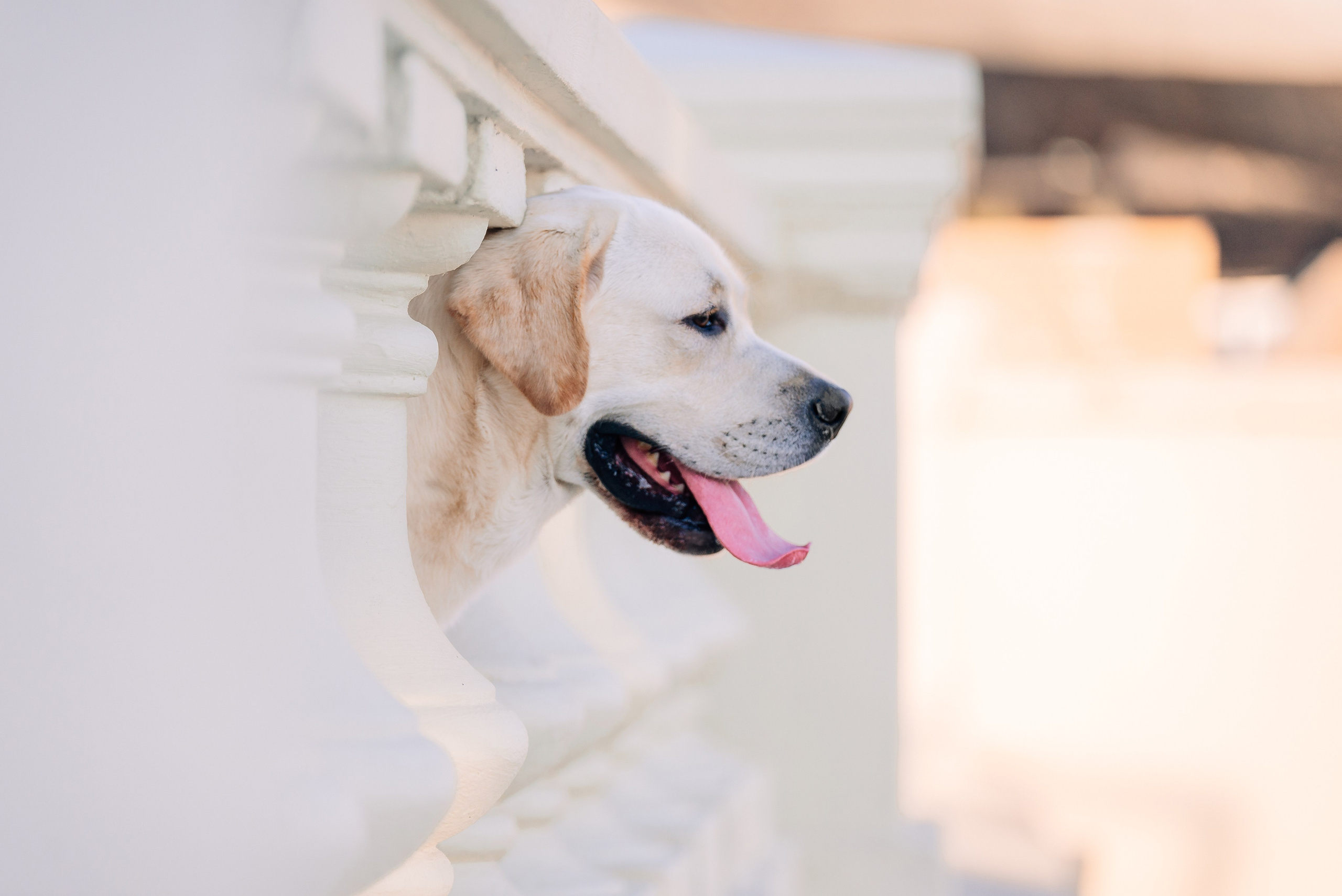 Екатерина, Урал и Бест. Фотограф-анималист Анастасия Парфенова|Екатеринбург