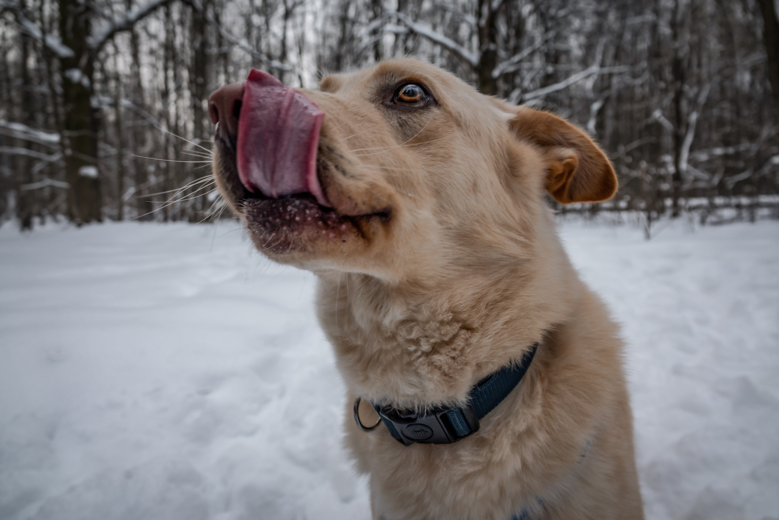 Мокрые носы: Булка, Черни и Марк💔 #ищудом. Фотограф-анималист в Москве Юлия Лайхо