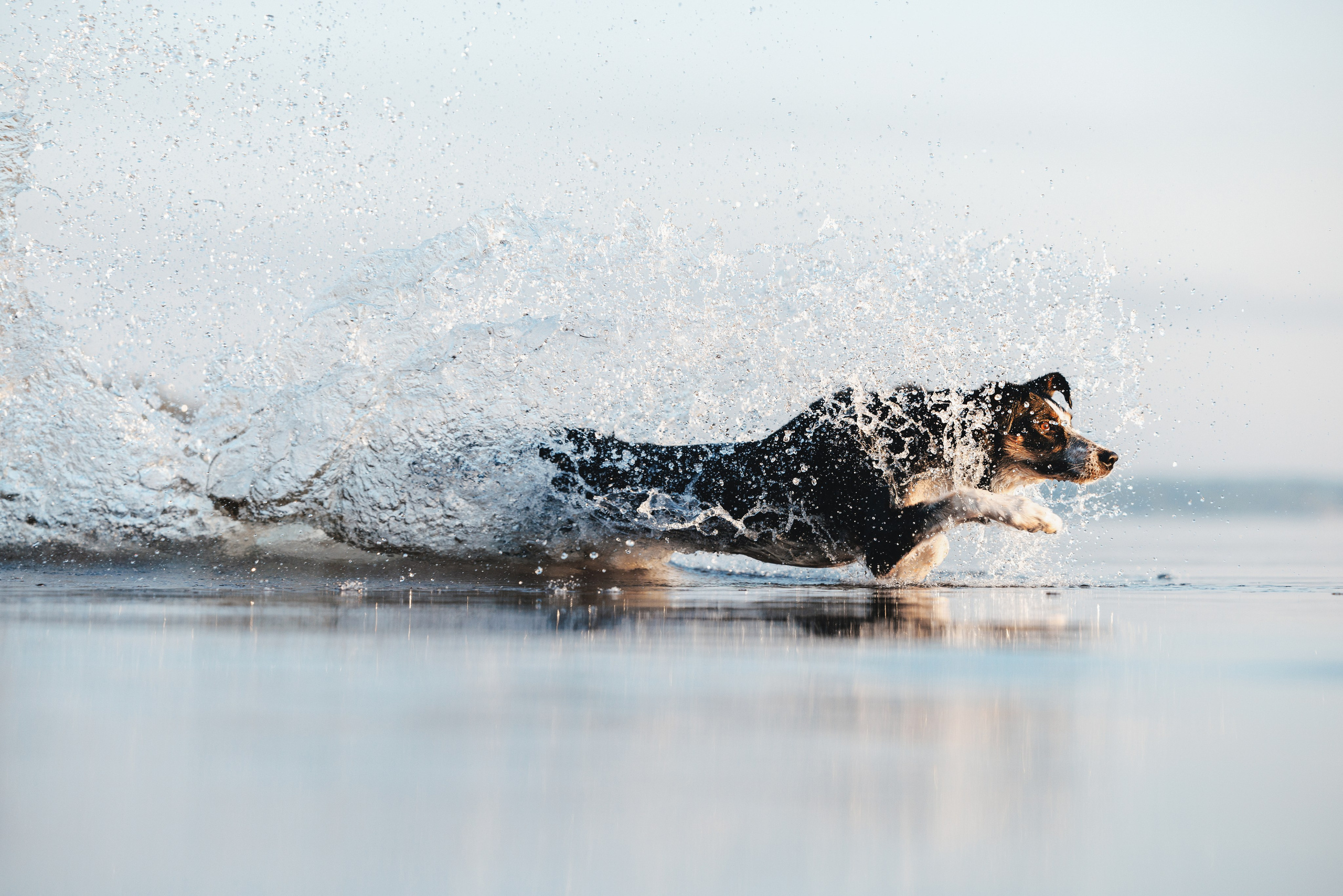 Токи, Янки, Лось, Мако и Рин. Фотограф анималист Осипчикова Мария