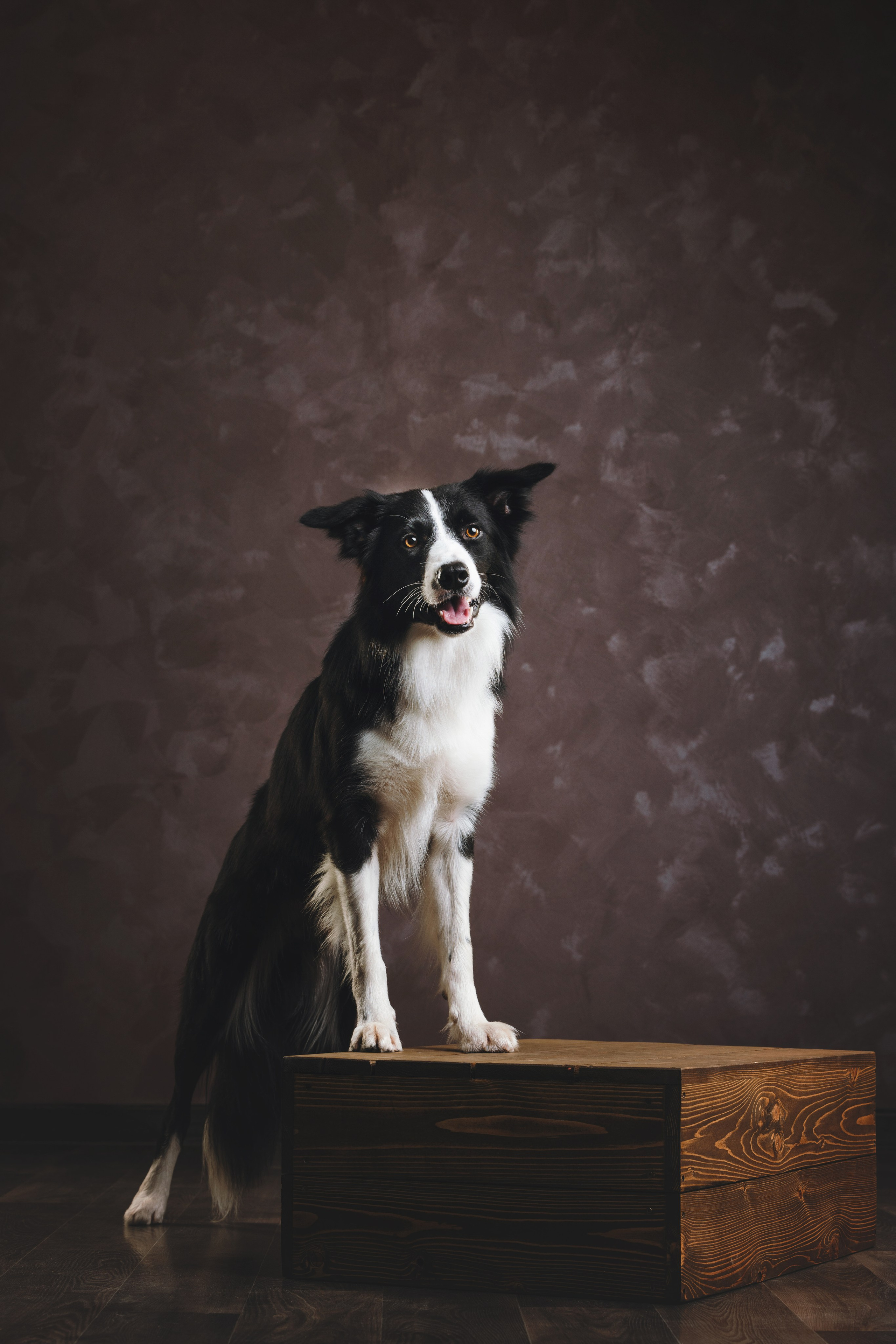 Бордер-колли. Фотограф анималист Осипчикова Мария