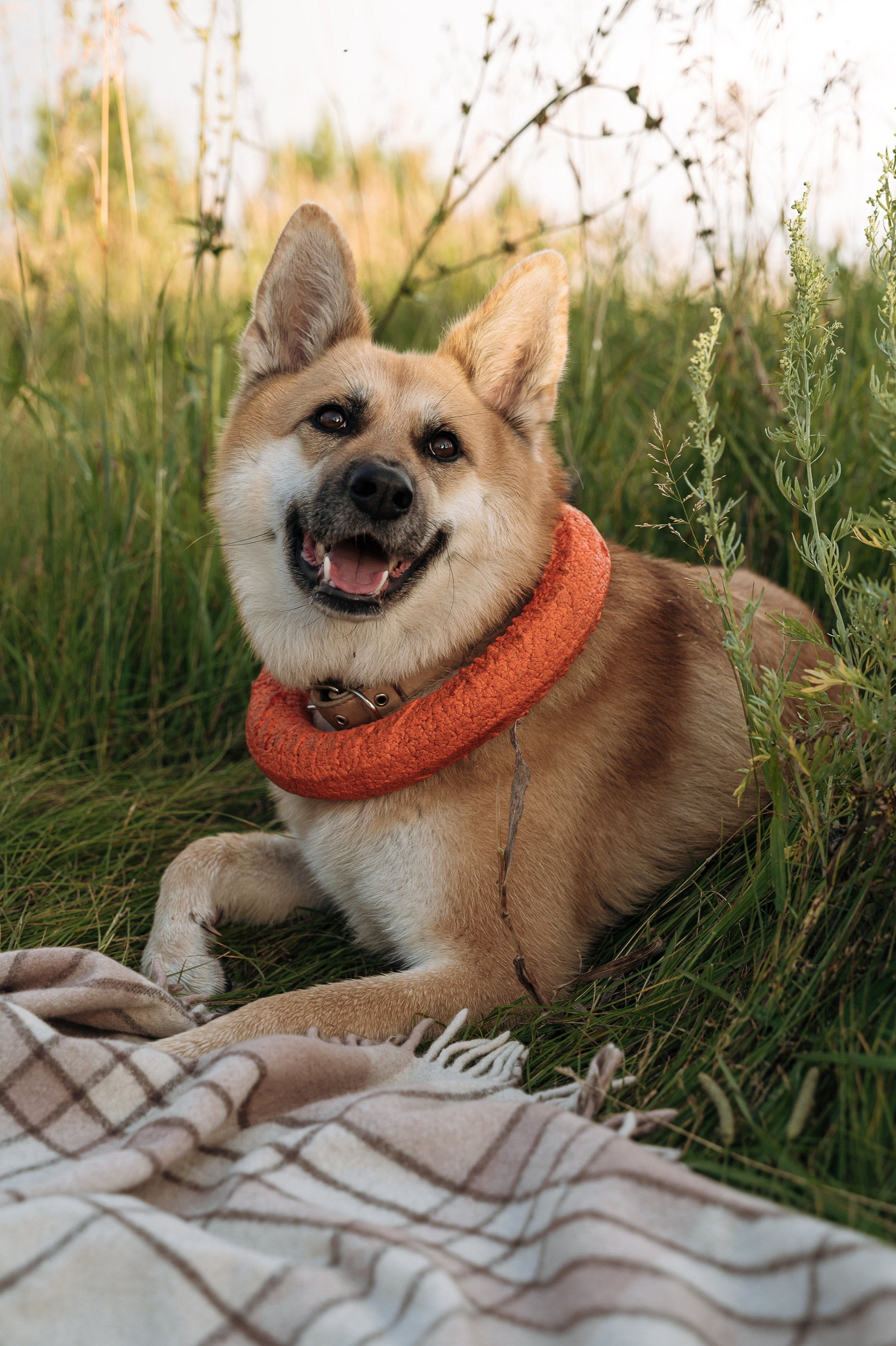 Фотосессия с собакой Екатеринбург. Портретный и семейный фотограф в Екатеринбурге Мария Чахеева