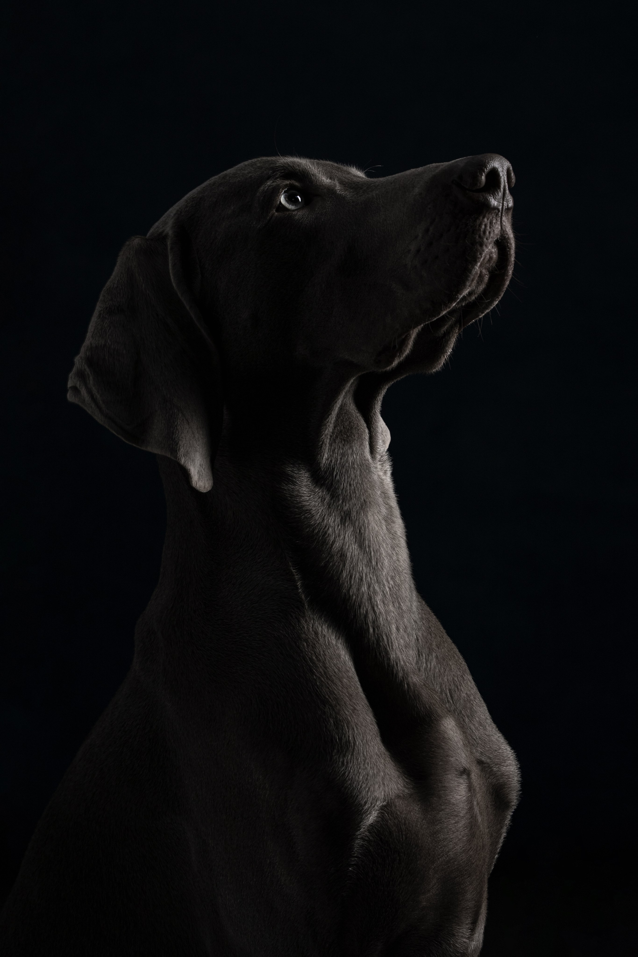 Студийная съемка веймаранера. Фотограф-анималист Юлия Зубкова