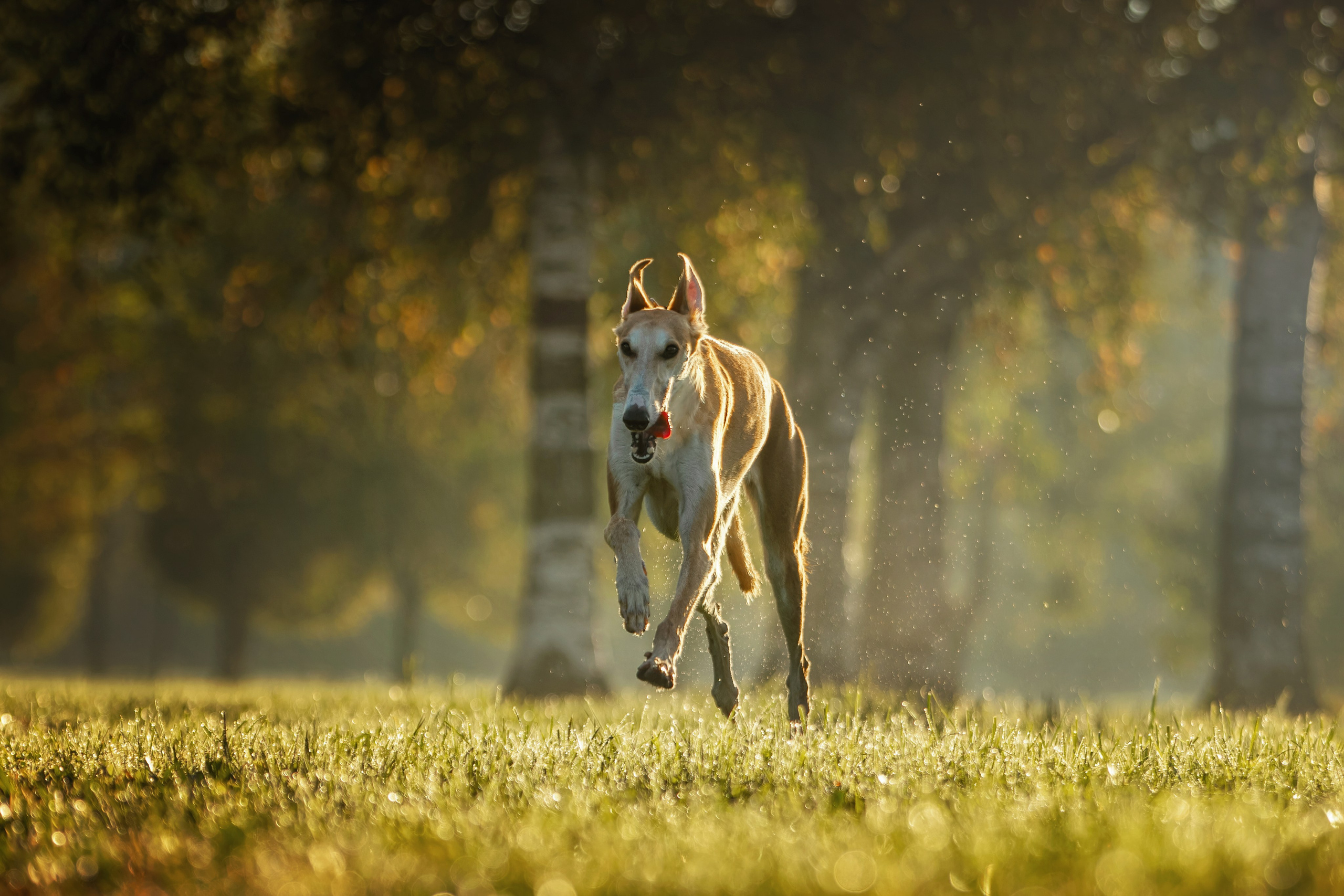 Осеннее утро с Мухой. Фотограф-анималист Юлия Зубкова