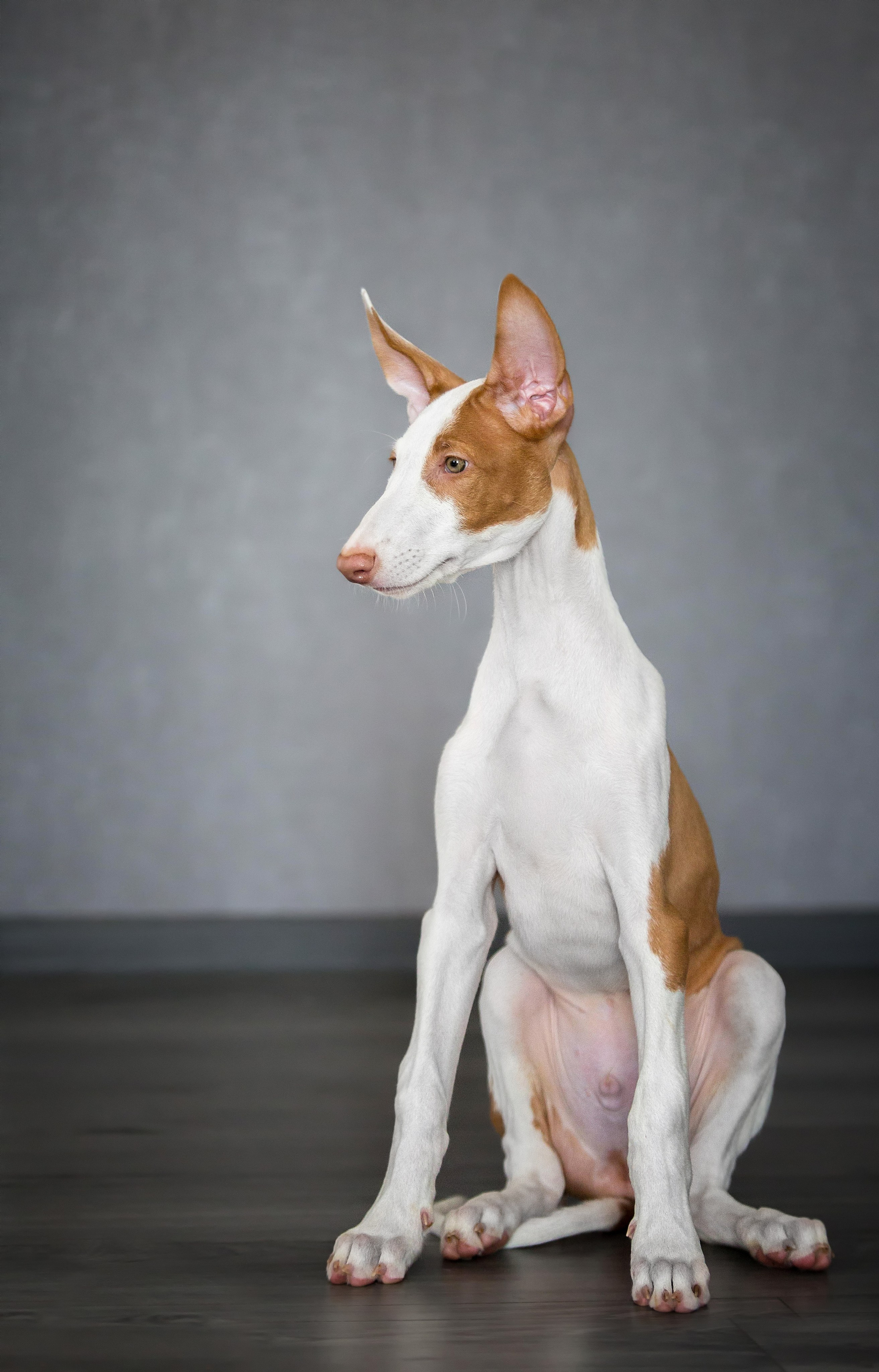 Поденко Ибиценко. Https://moshkovaphoto.ru/