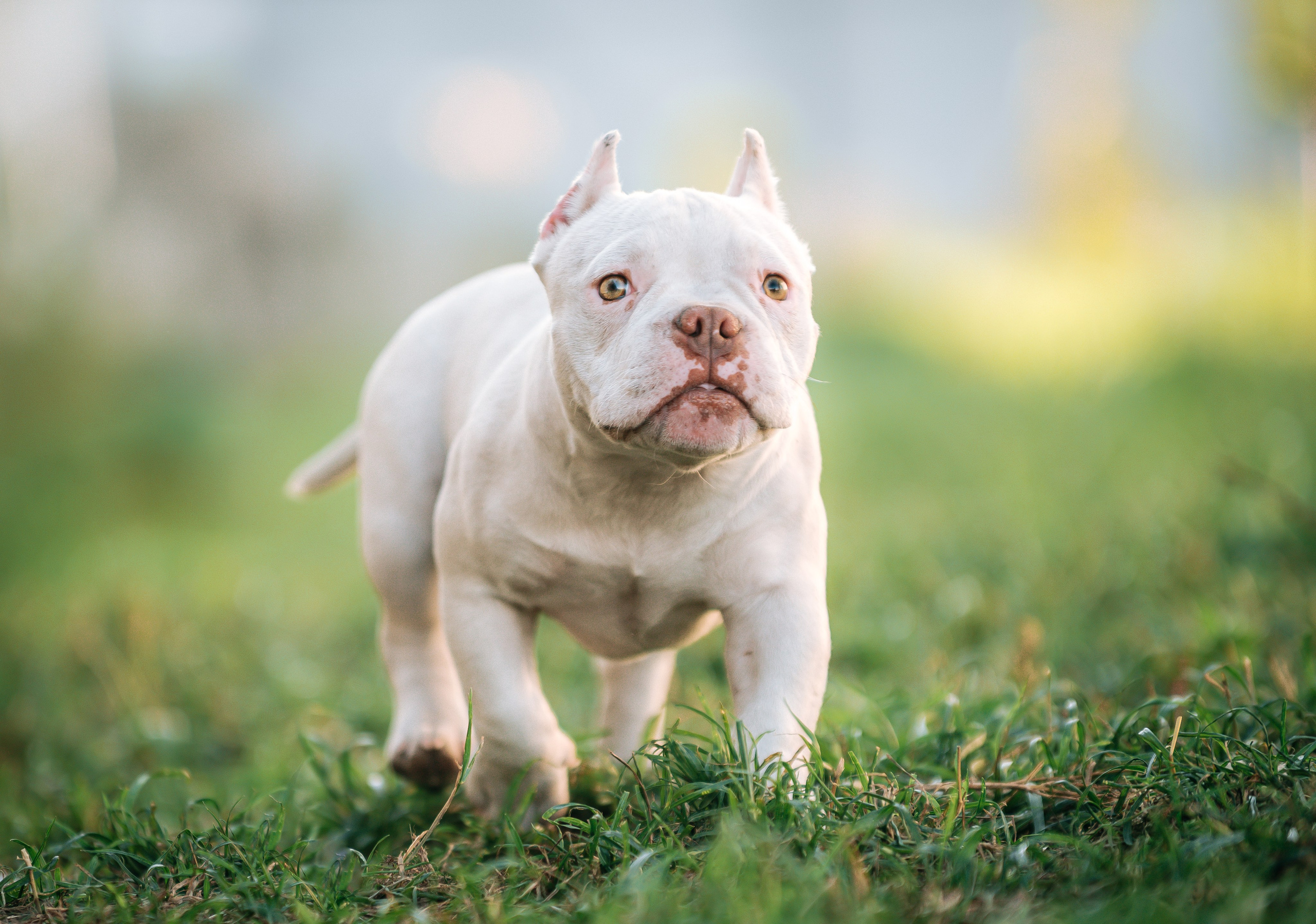 Американский булли щенки. Главная