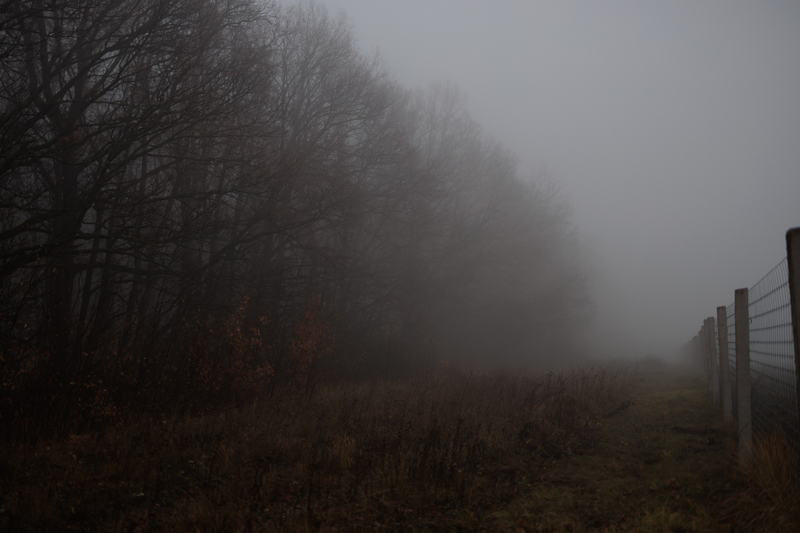 В туманном лесу. Семейный фотограф в Белгороде