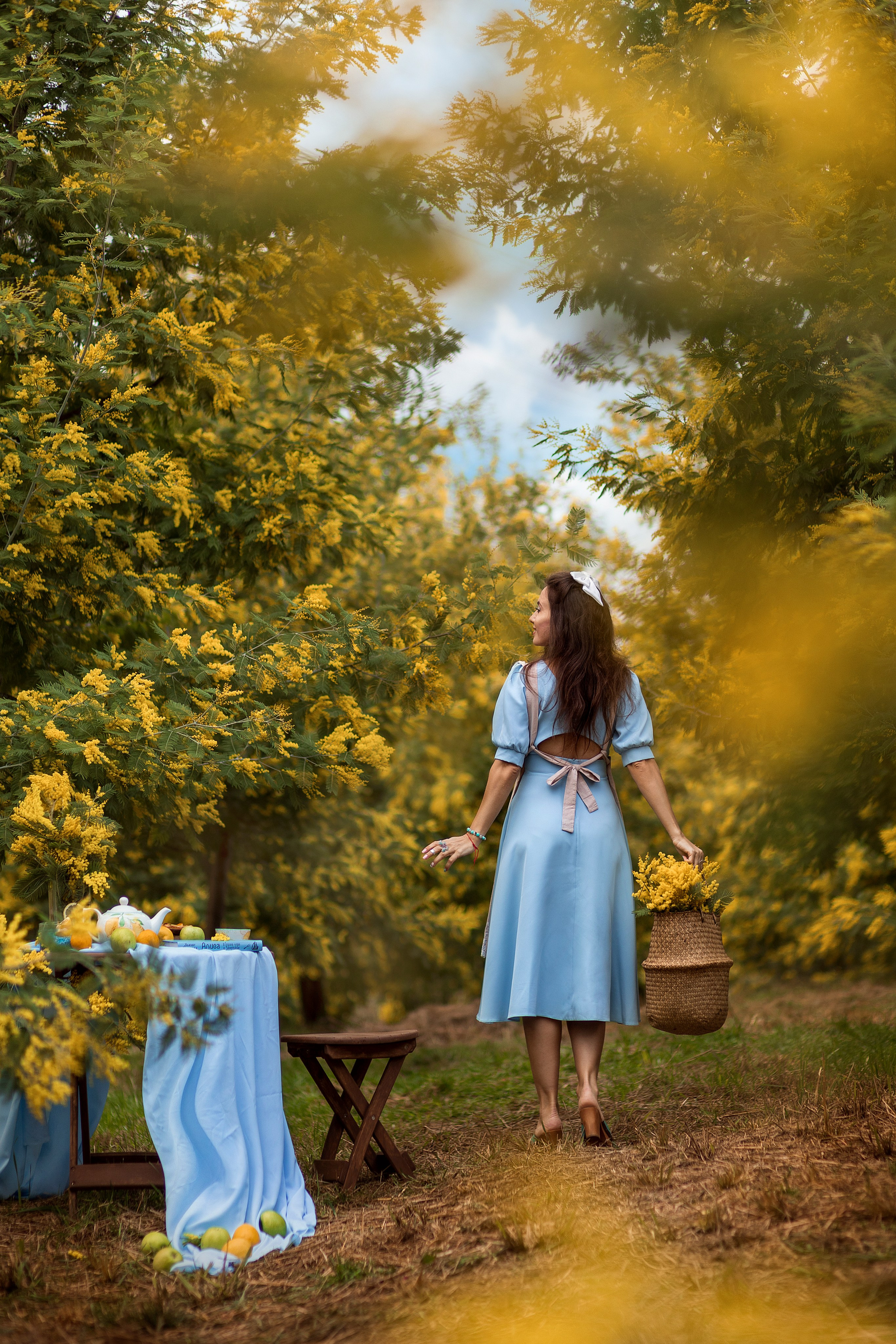 Мимоза. Фотограф в городе Сочи