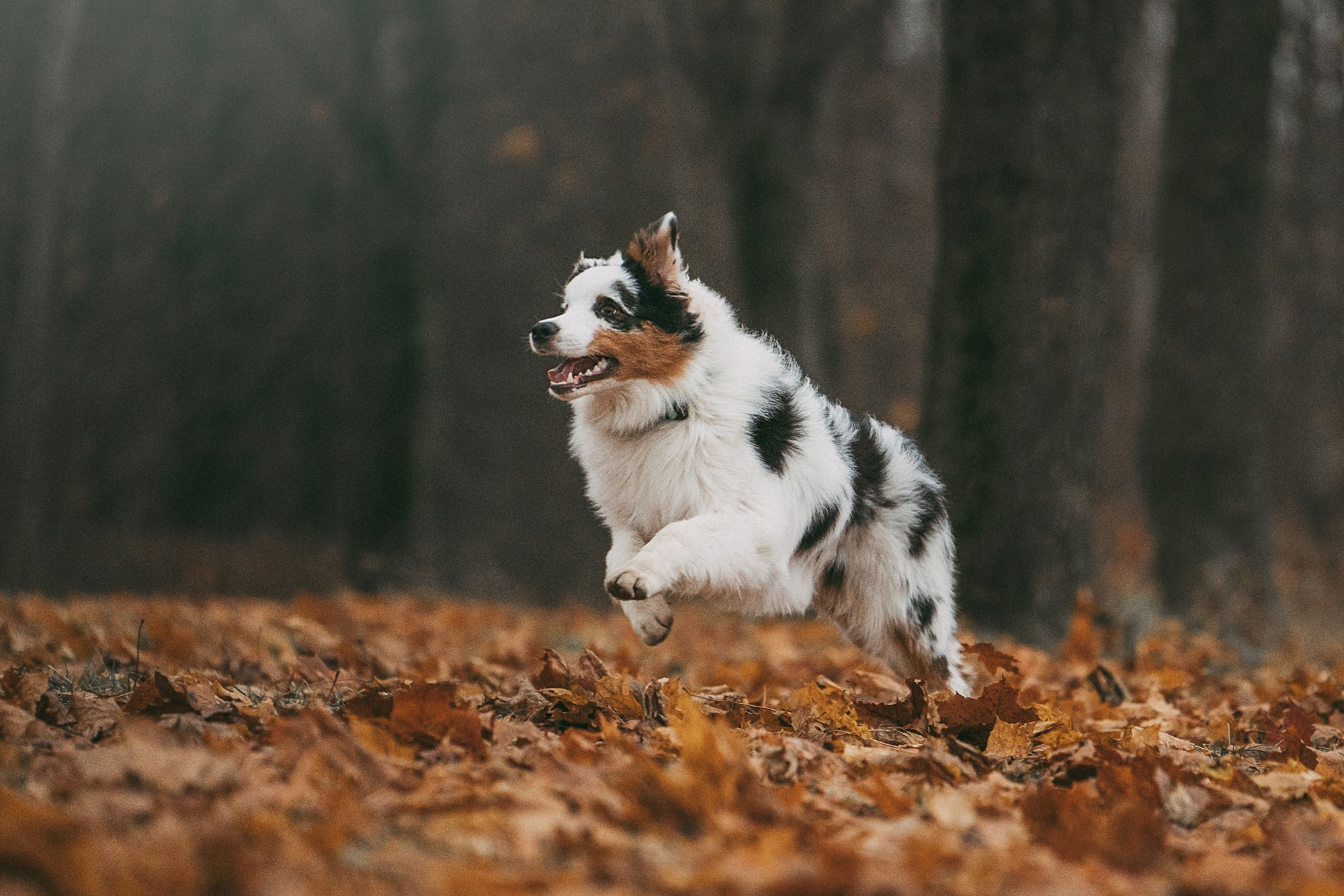 Лиза и Бублик. Фотограф анималист в Москве и Санкт-Петербурге Свиридова Анна