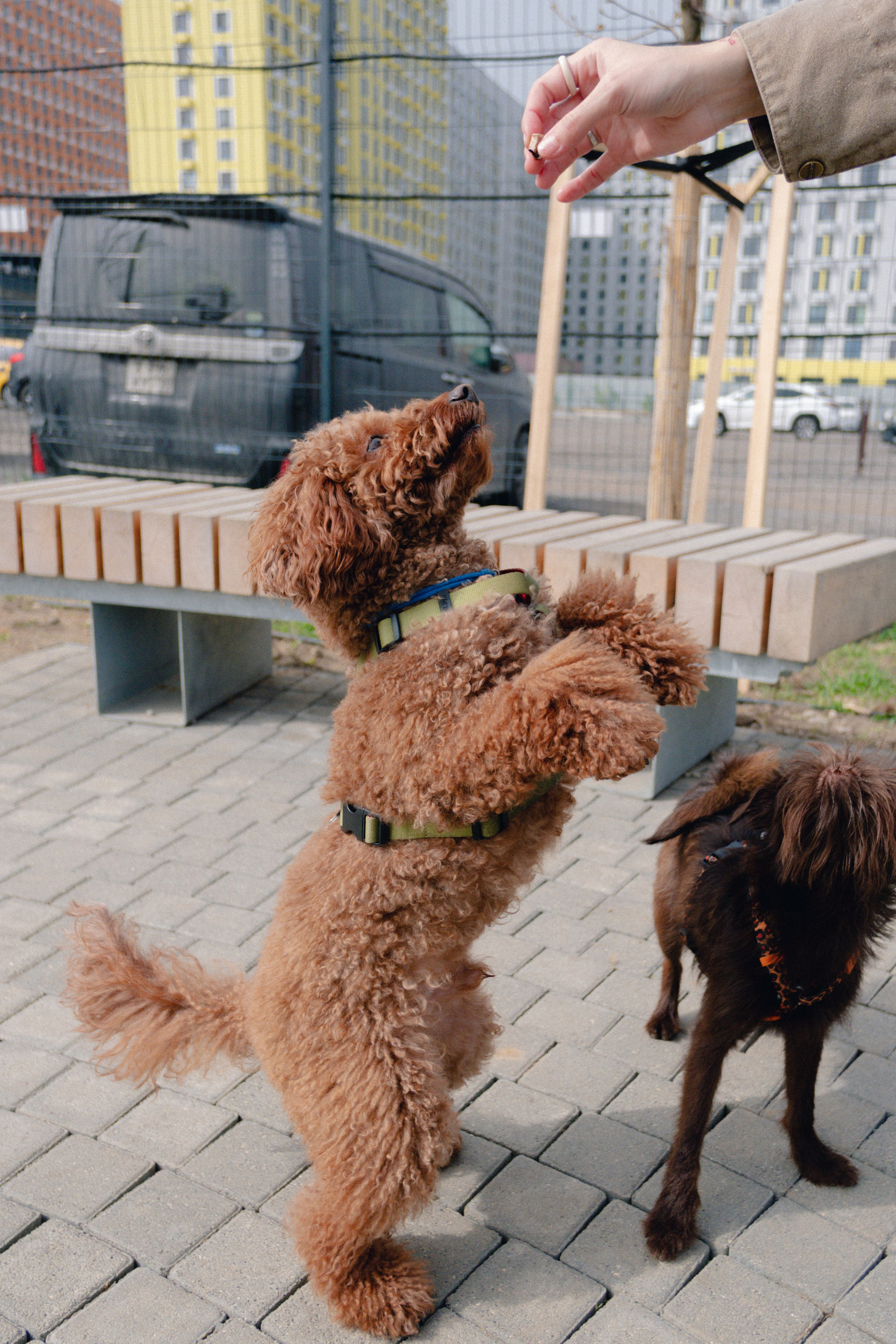 Pets. Фотограф в Москве Daria Lens