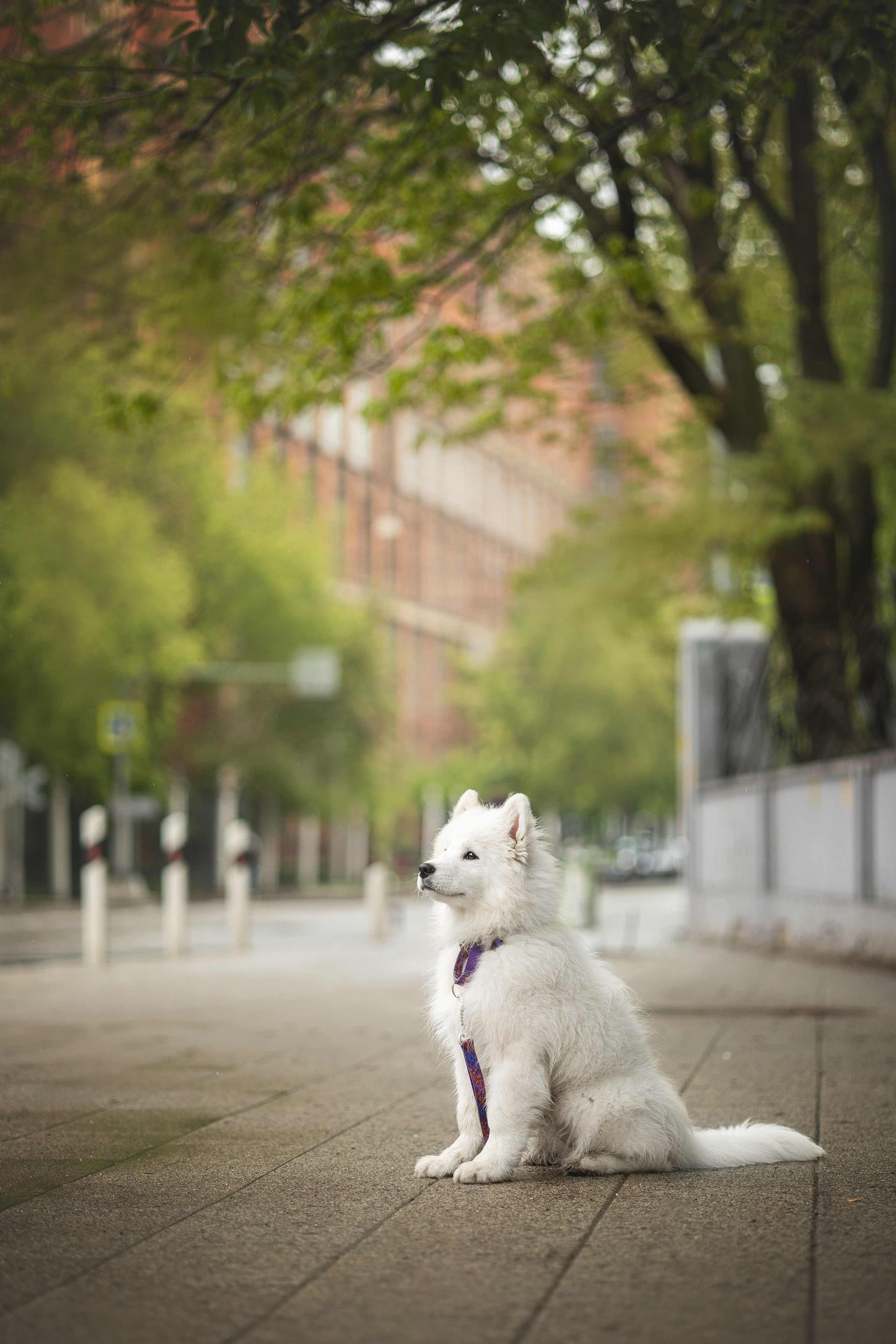Кая и Даяна. Фотограф анималист в Москве Майорова Евгения