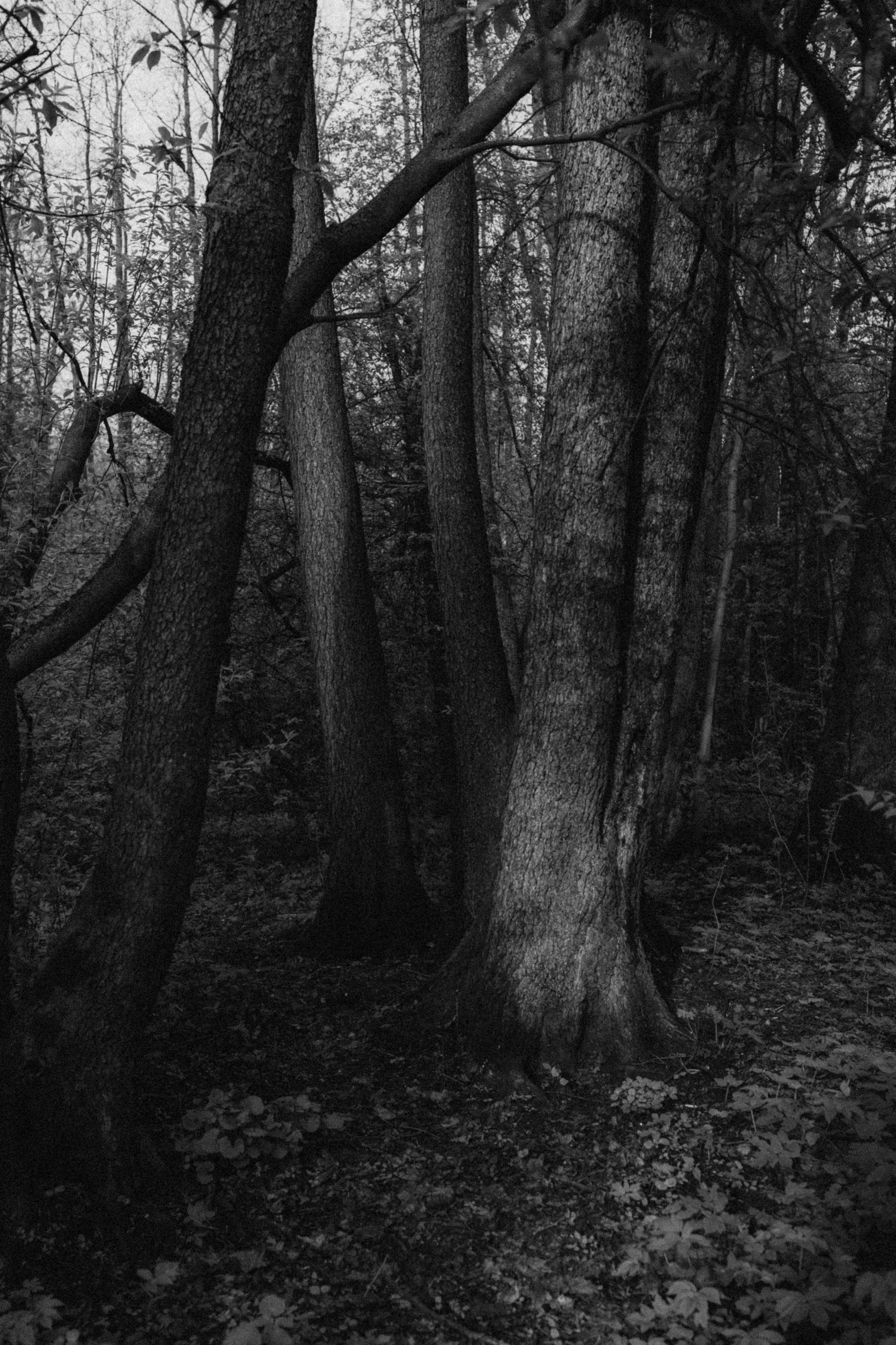 Les. Фото-художник