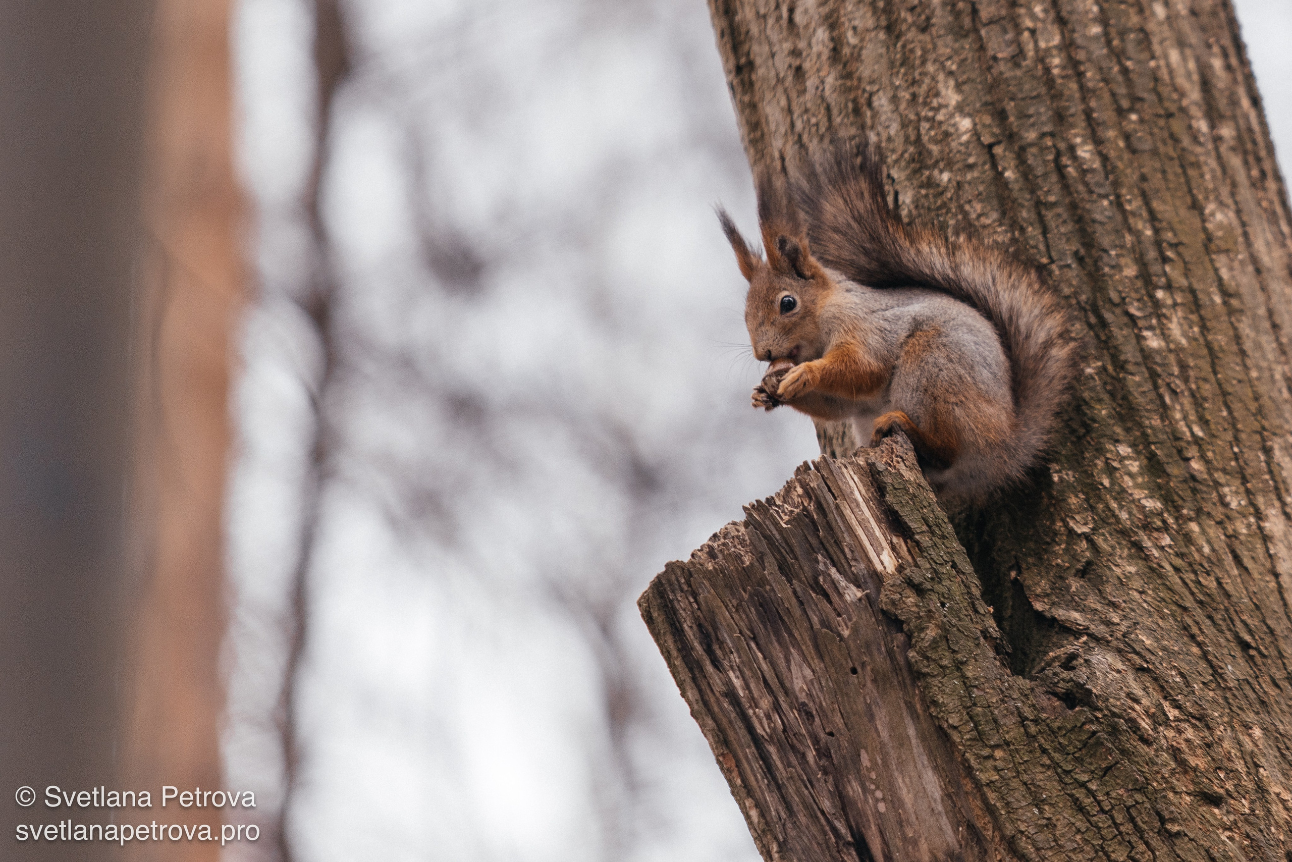 Белочки. Весна 2026. Фотограф Светлана Петрова