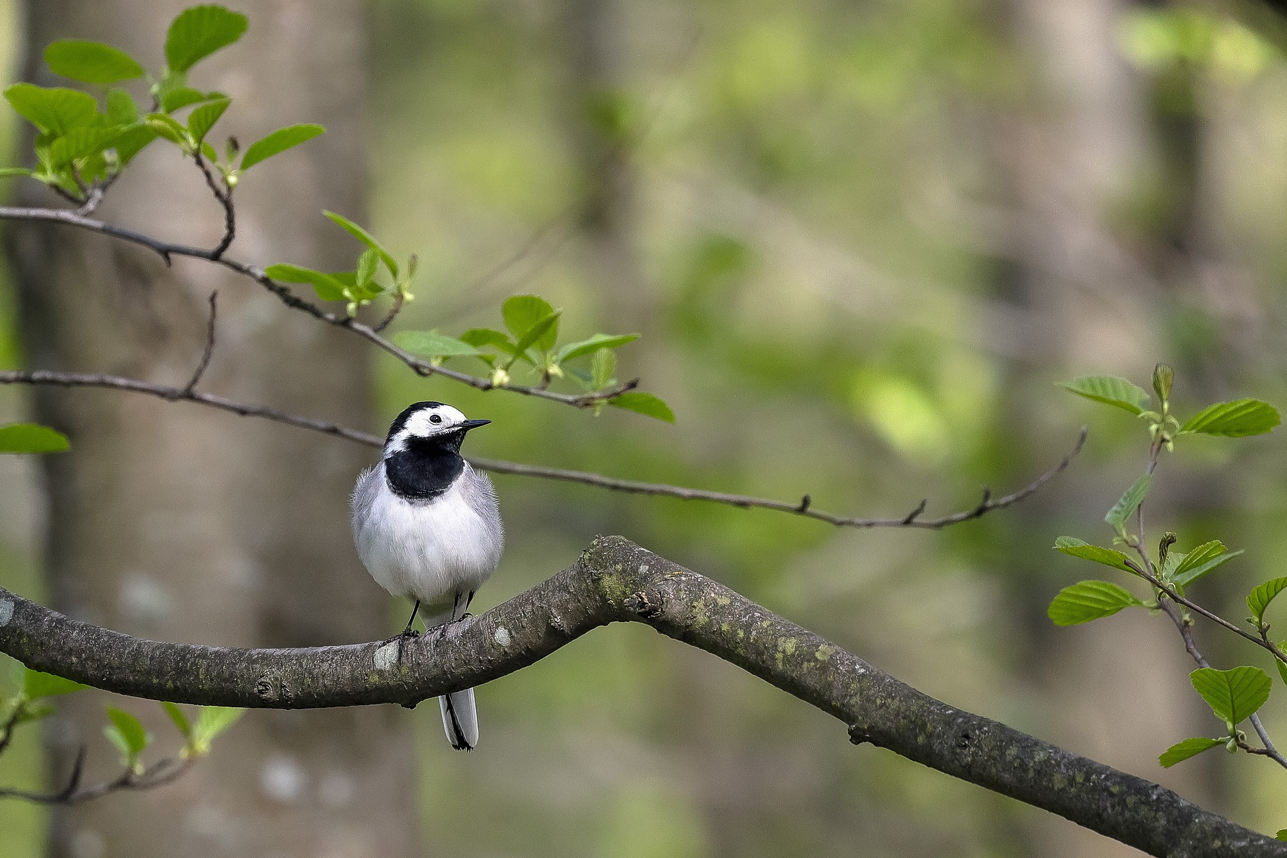 Белая трясогузка