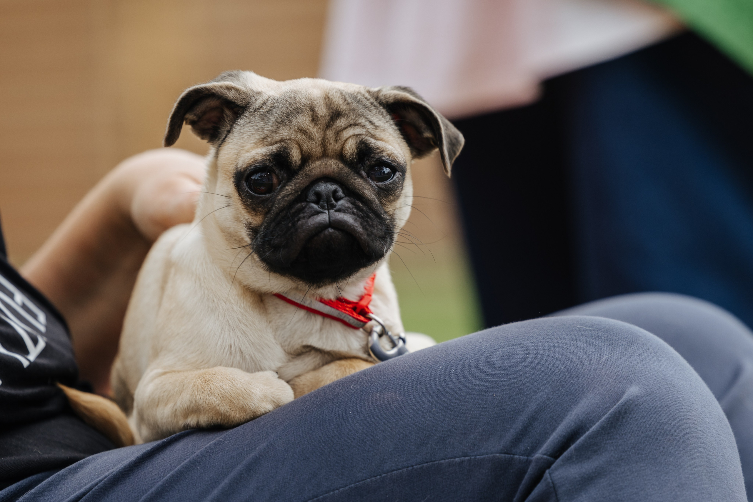 Хвостатый репортаж. Аксана Лисовская фотограф в Москве. Фотографии с характером