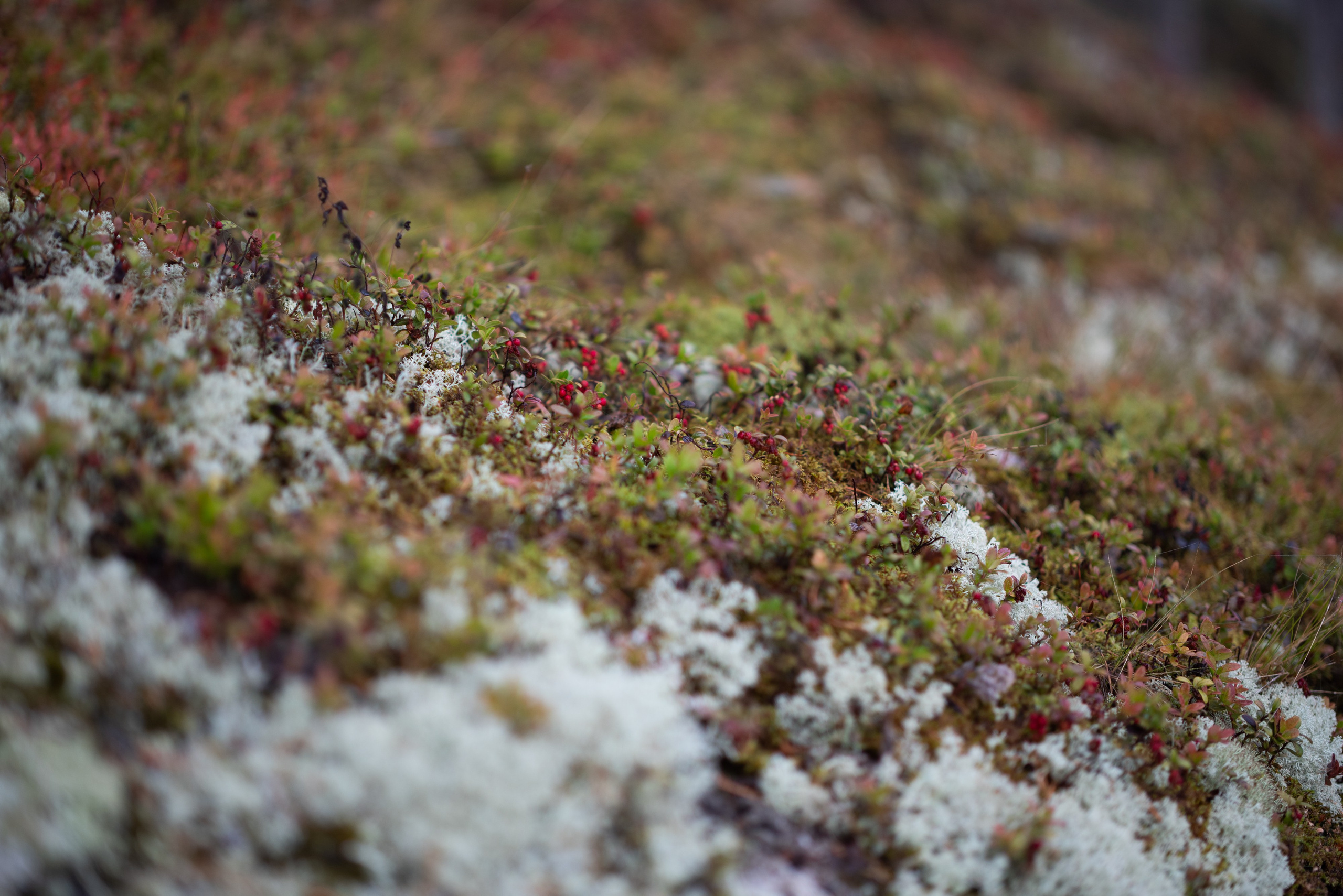 Осень на 85DFA*. Портретный фотограф Денис Милютин